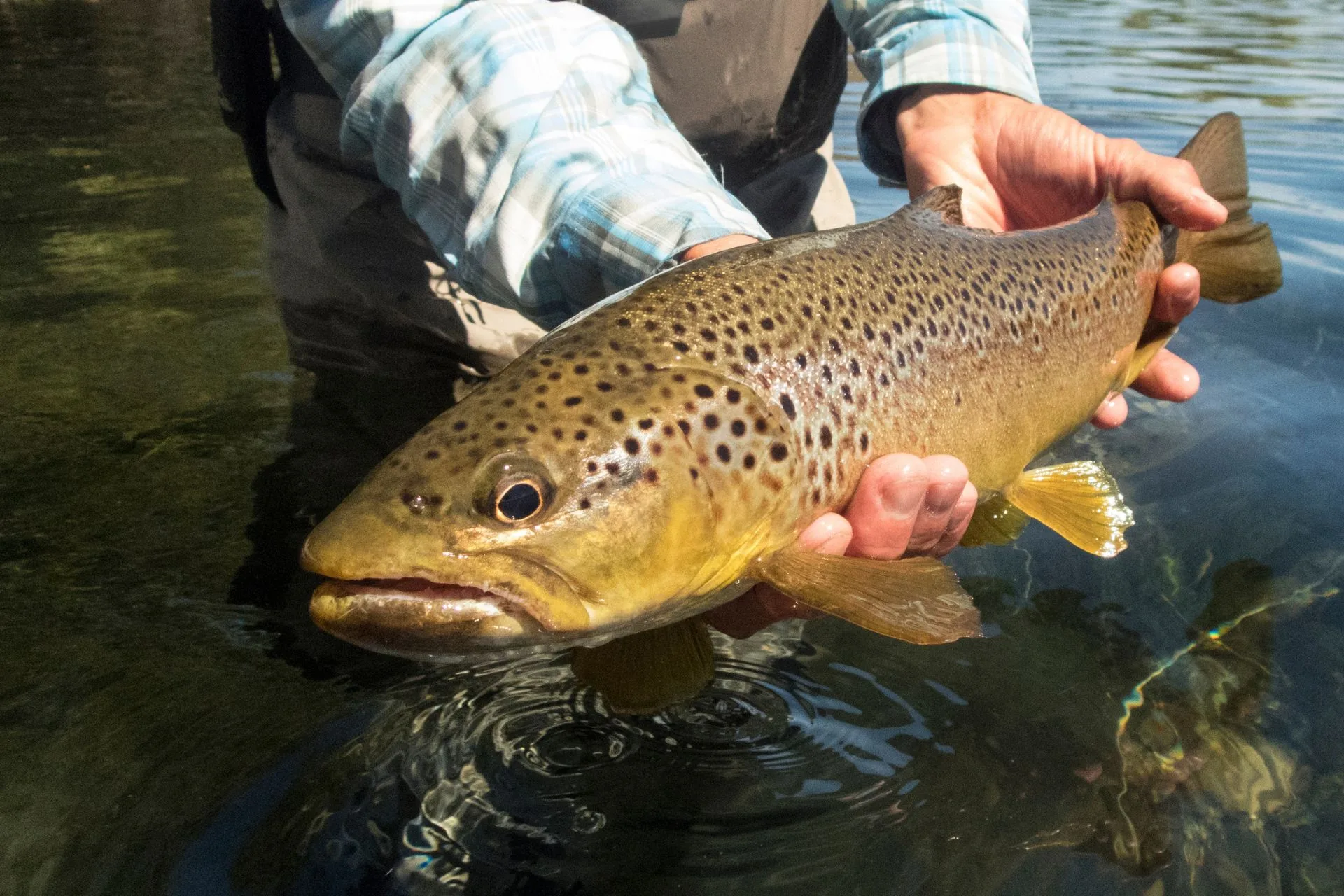 Is There a Catch to Catch and Release?