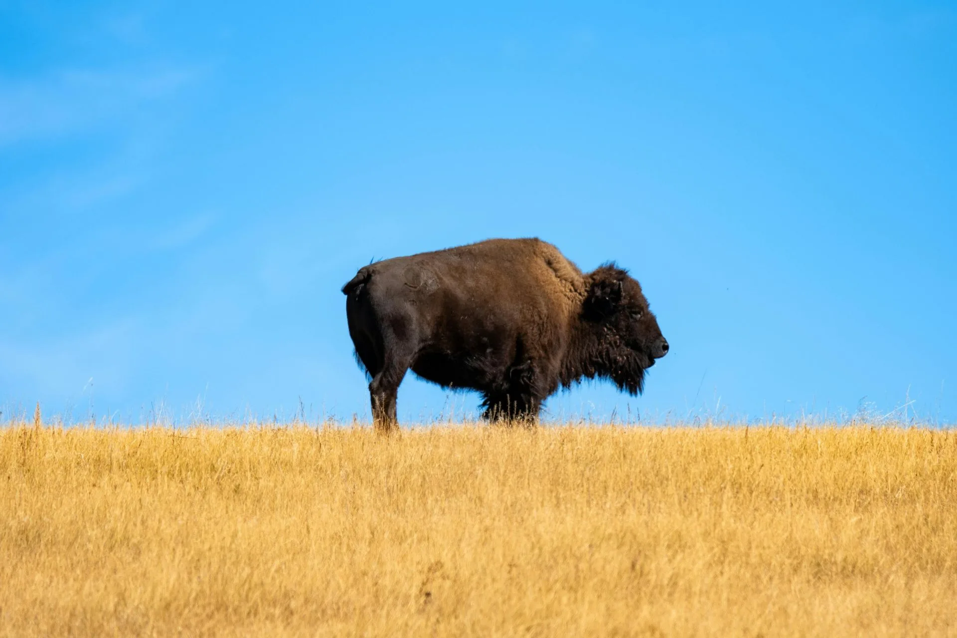Yellowstone seeks bison reduction to stay within goals