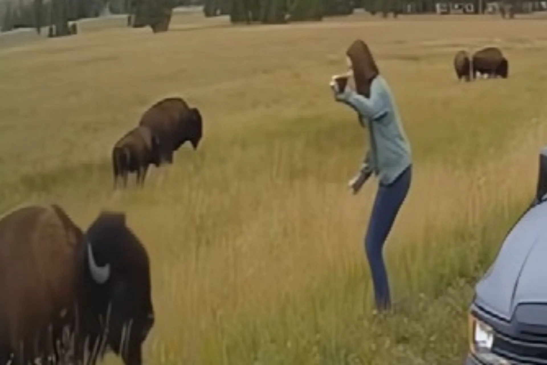 When It’s Tourist Season at YNP…