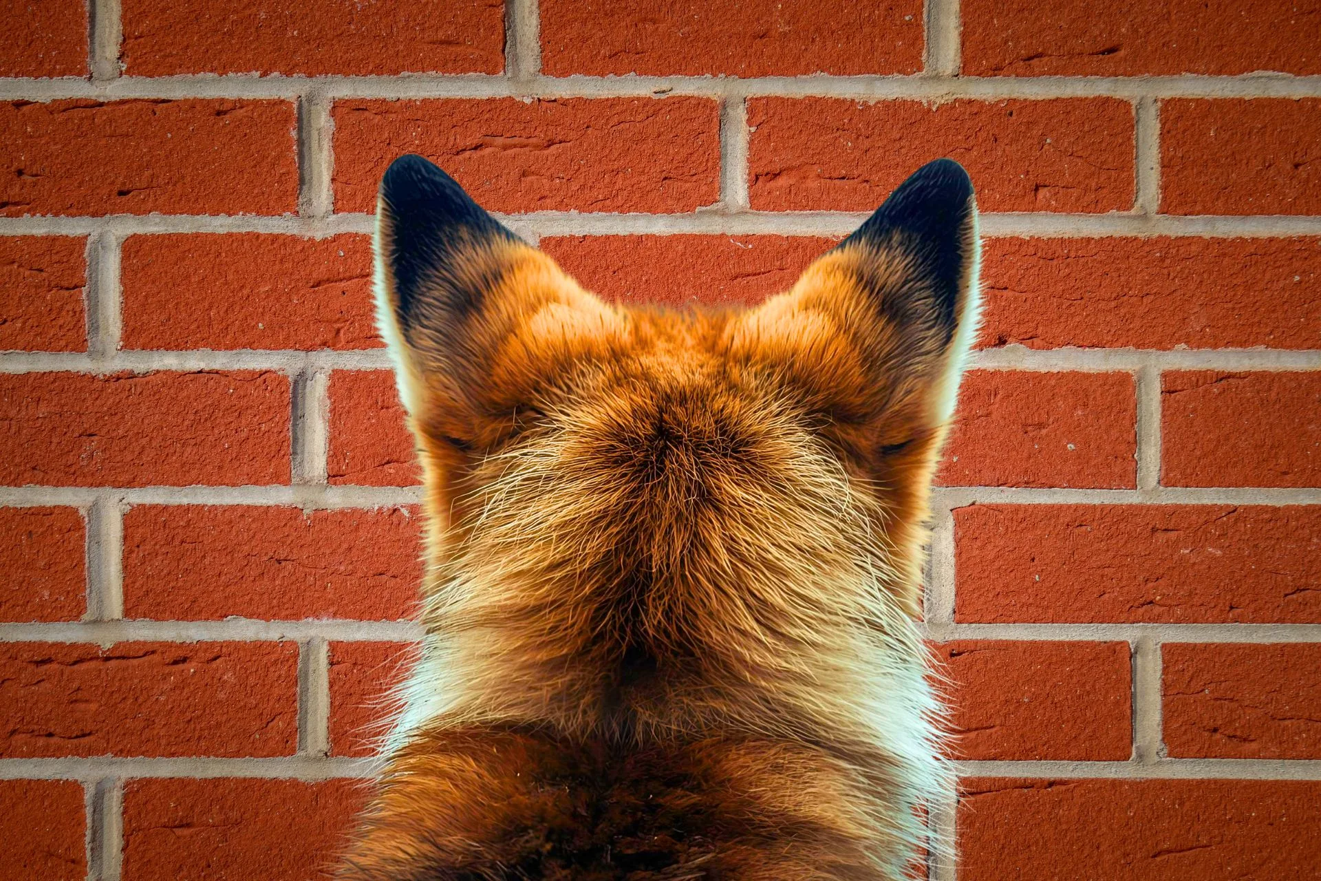 The Captain Has Company (and She is Foxy)