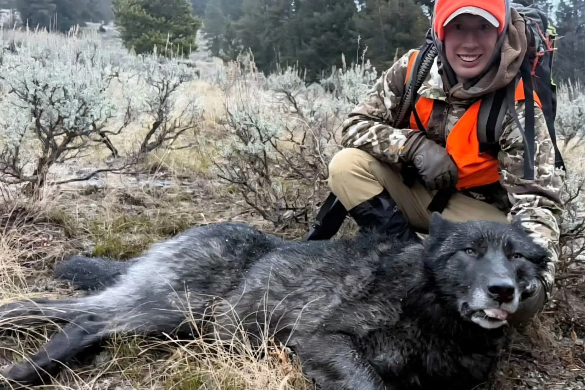 Congratulations on a Wolf Down
