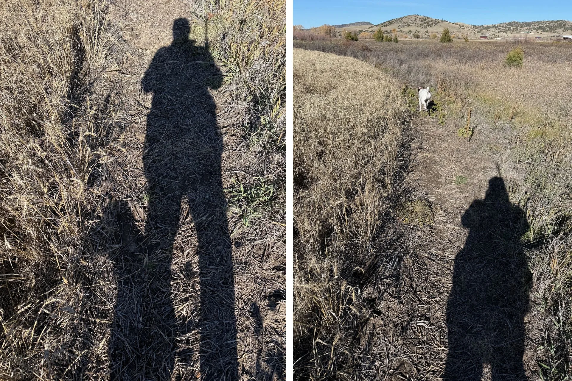 Shadows of Montana’s Ringnecks