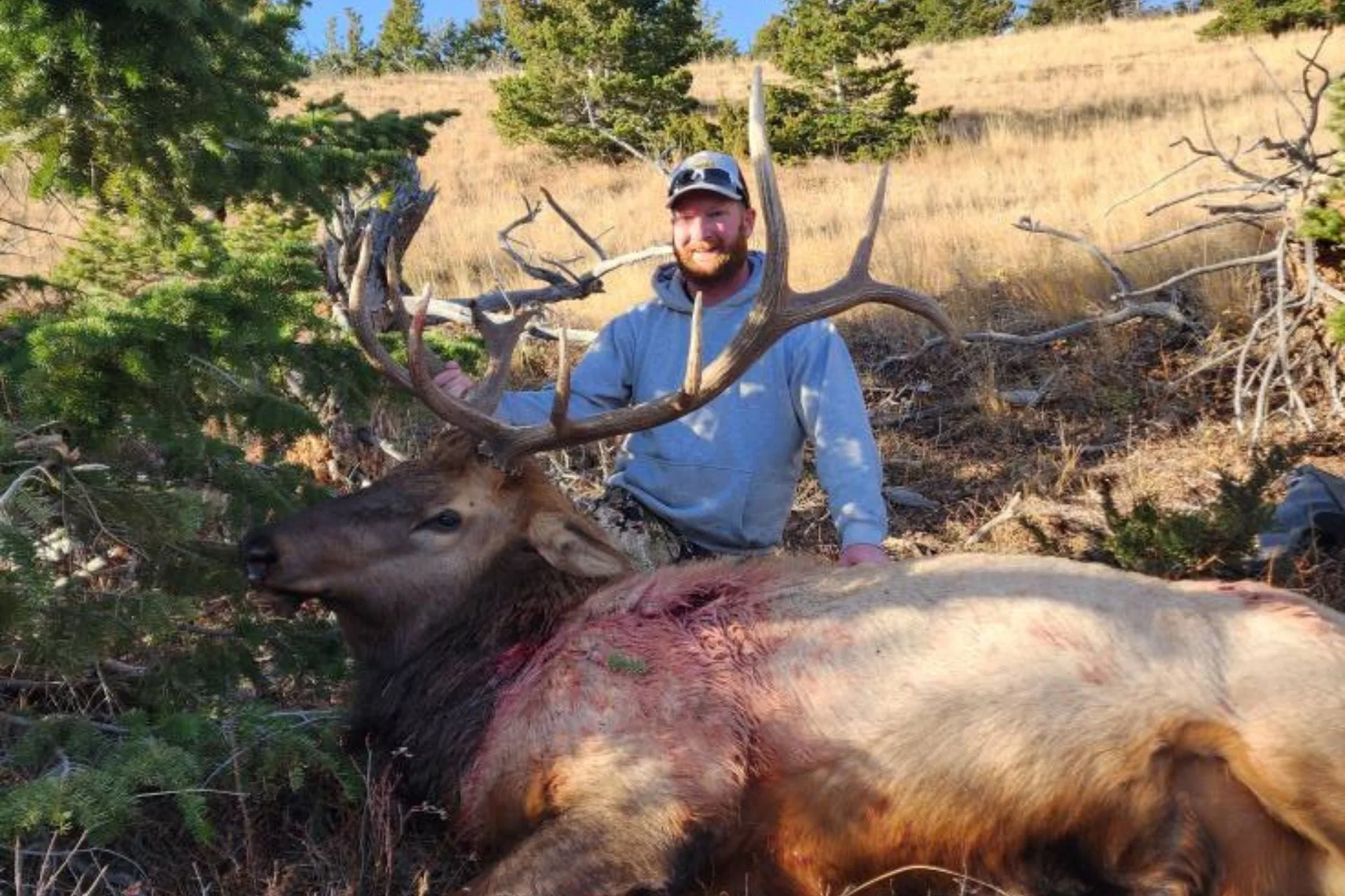 First Elk Tagged
