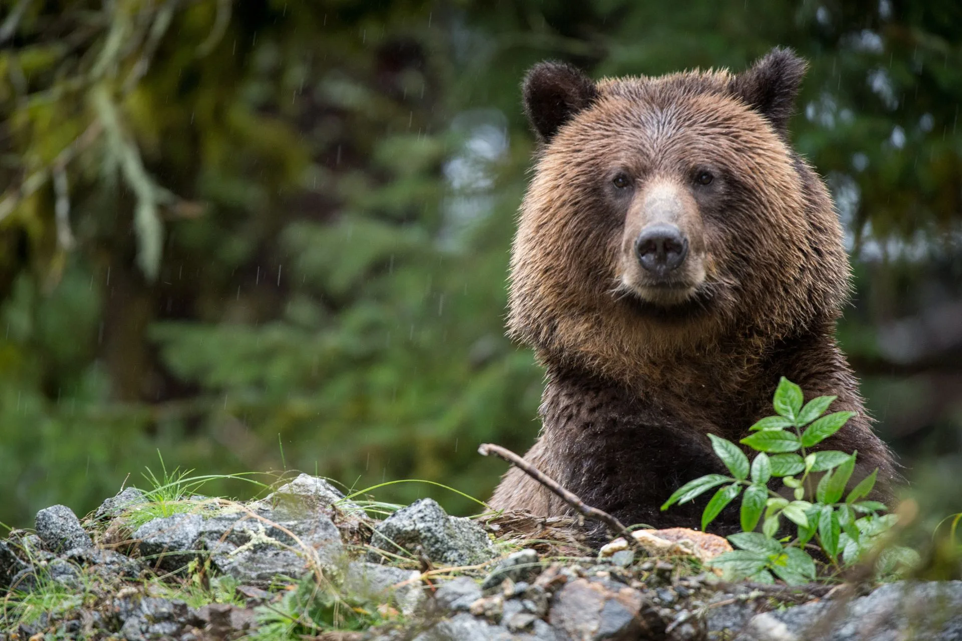 Reminder of Closure in Active Grizzly Bear Area