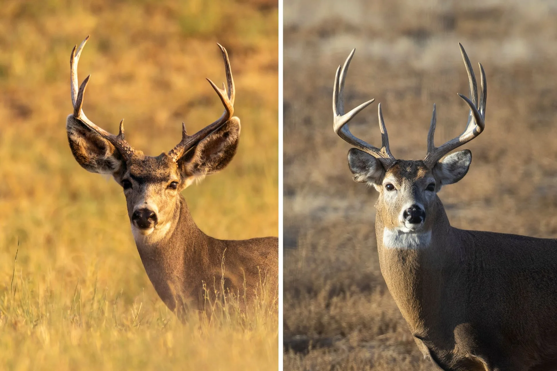 All About Muleys and Whiteys