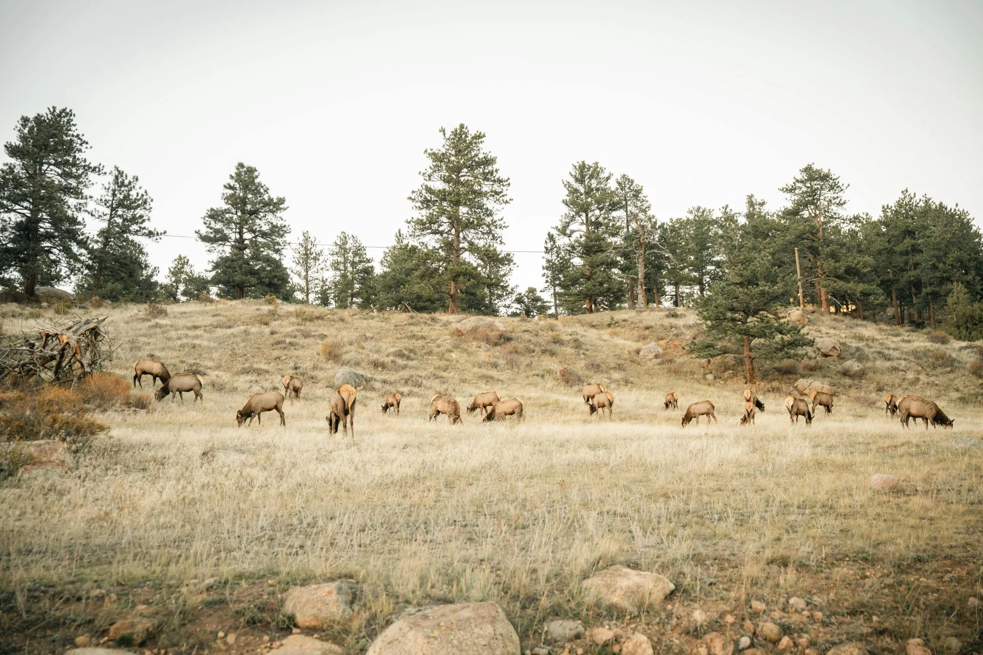 Half of successful Montana elk hunters fill their tags on public land