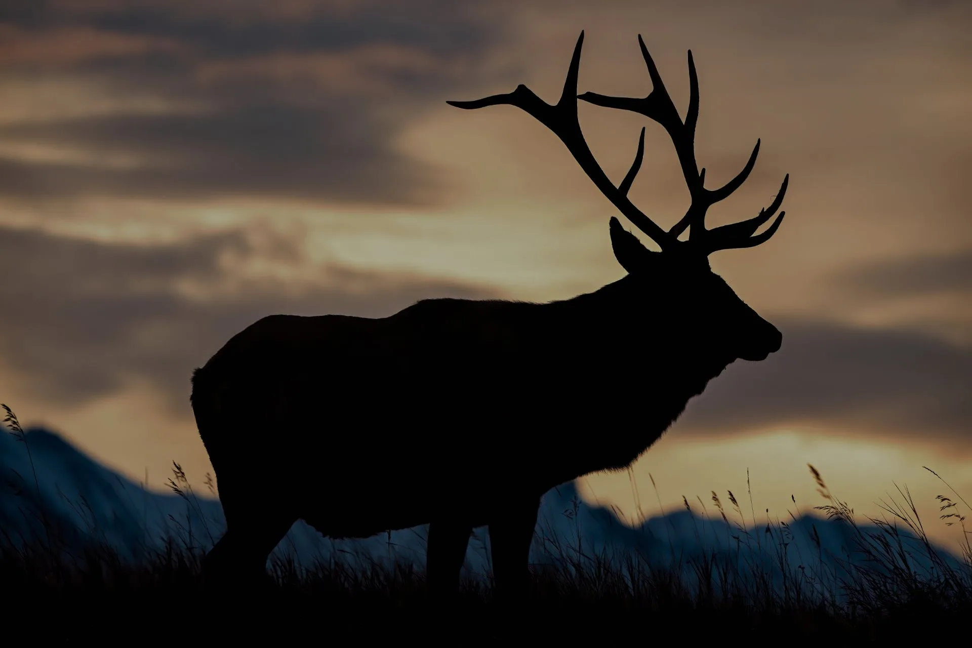 Deer Rut Explodes in Region 2, Elk Still Ghosting Hunters
