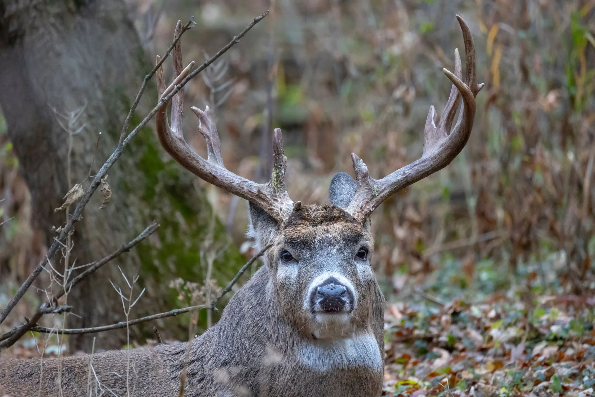 Deer Everywhere, Elk… Not So Much; Northwest Montana’s Region 1 Hunting Hits Mid-Season