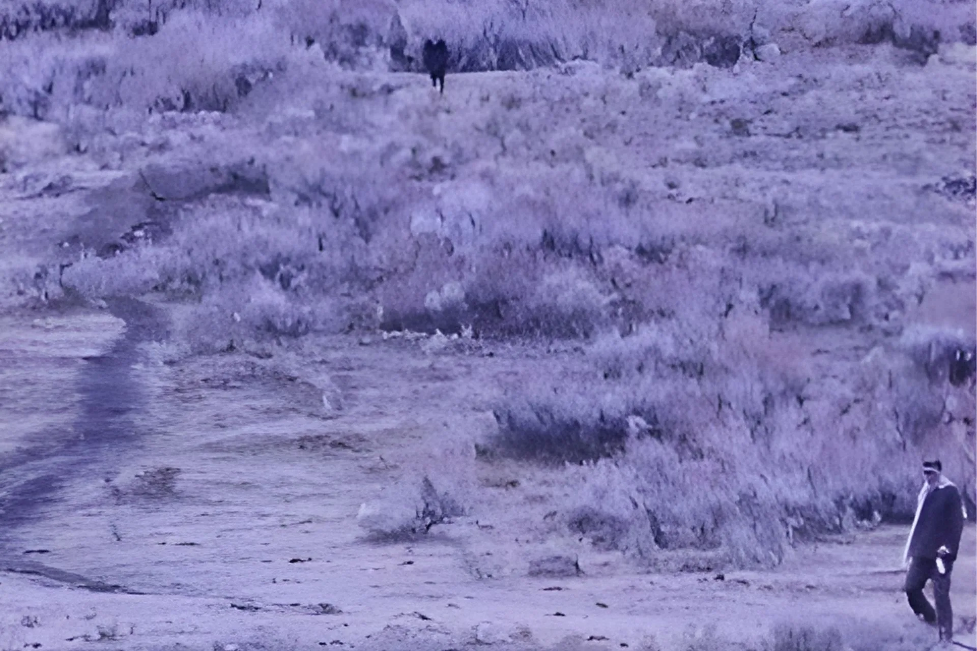 Viral Footage of Man and Yellowstone National Park Wolves Confrontation