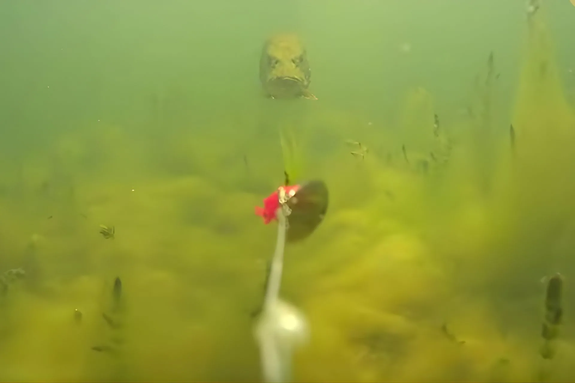 Underwater Tension Between a Pike and Spinner