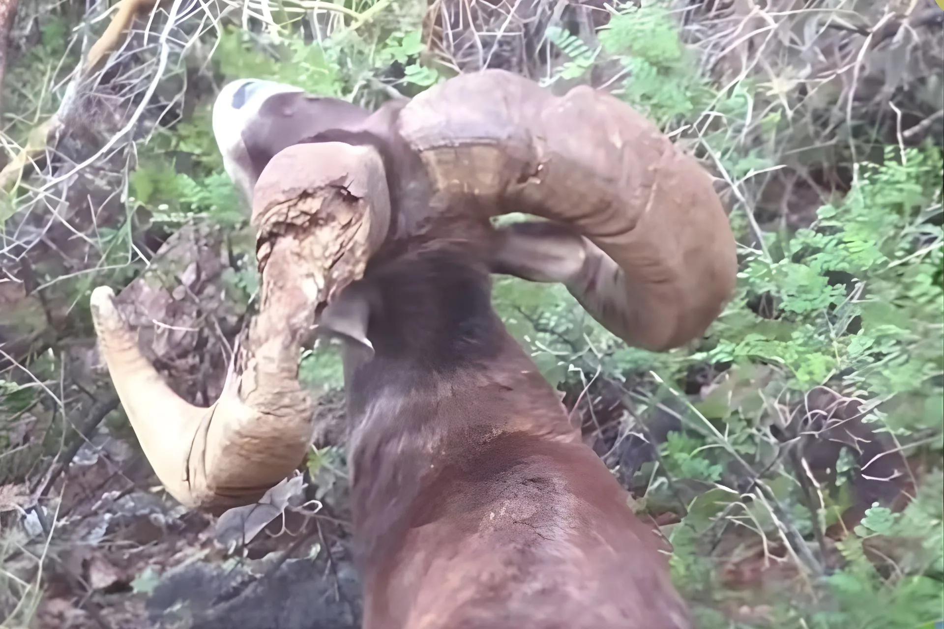 This Ram’s Horn Has a Story to Tell…But What Is It?