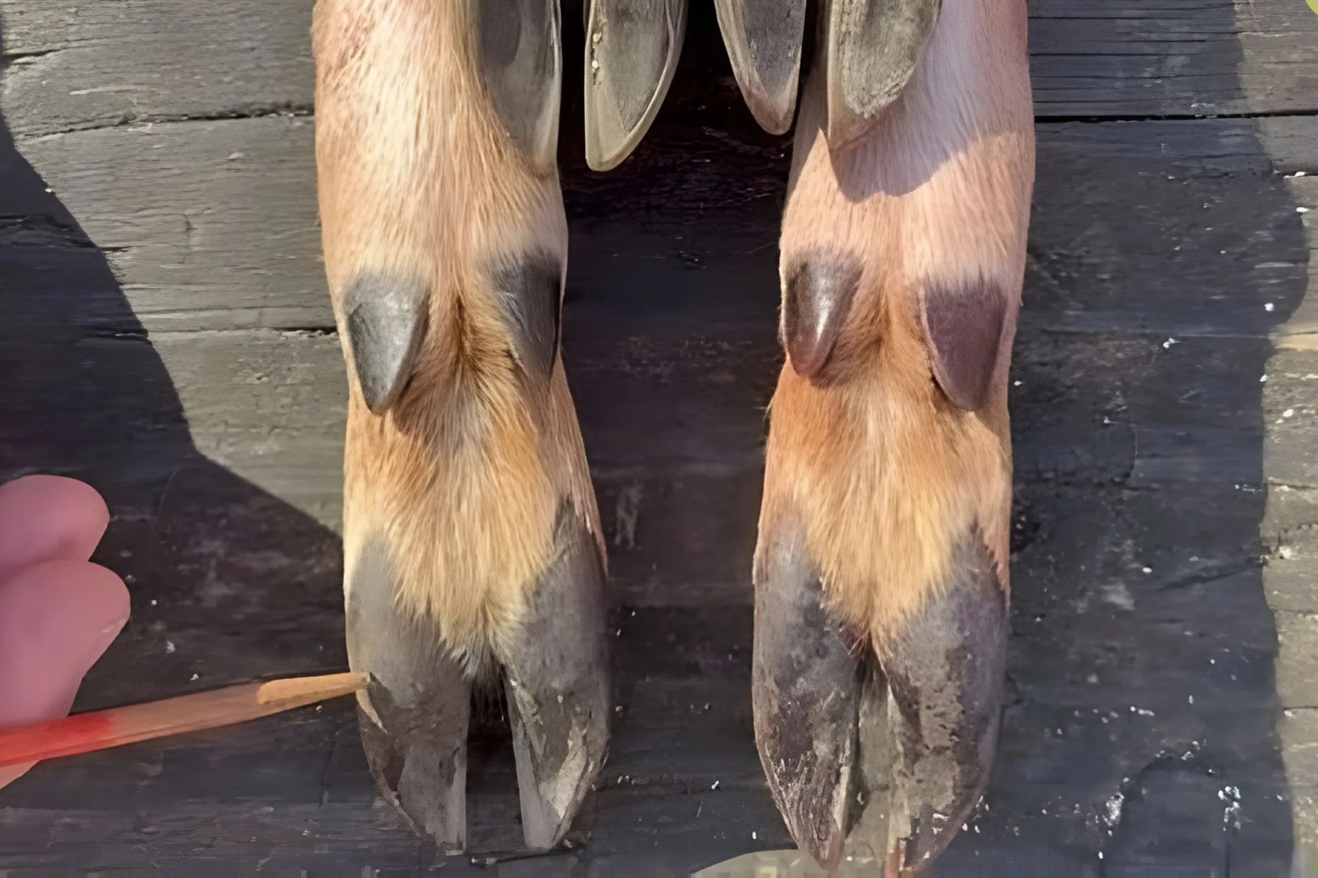 The Deer Track Myth This Guy Says Everyone Keeps Getting Wrong