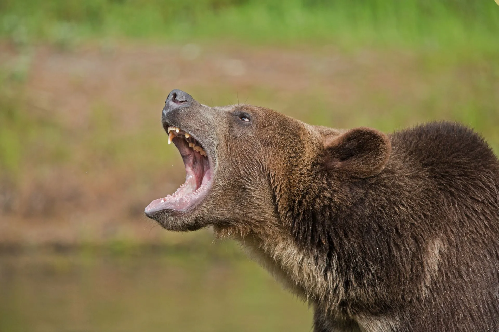 How a School Trip Turned into a Life-or-Death Battle…with a Grizzly Bear