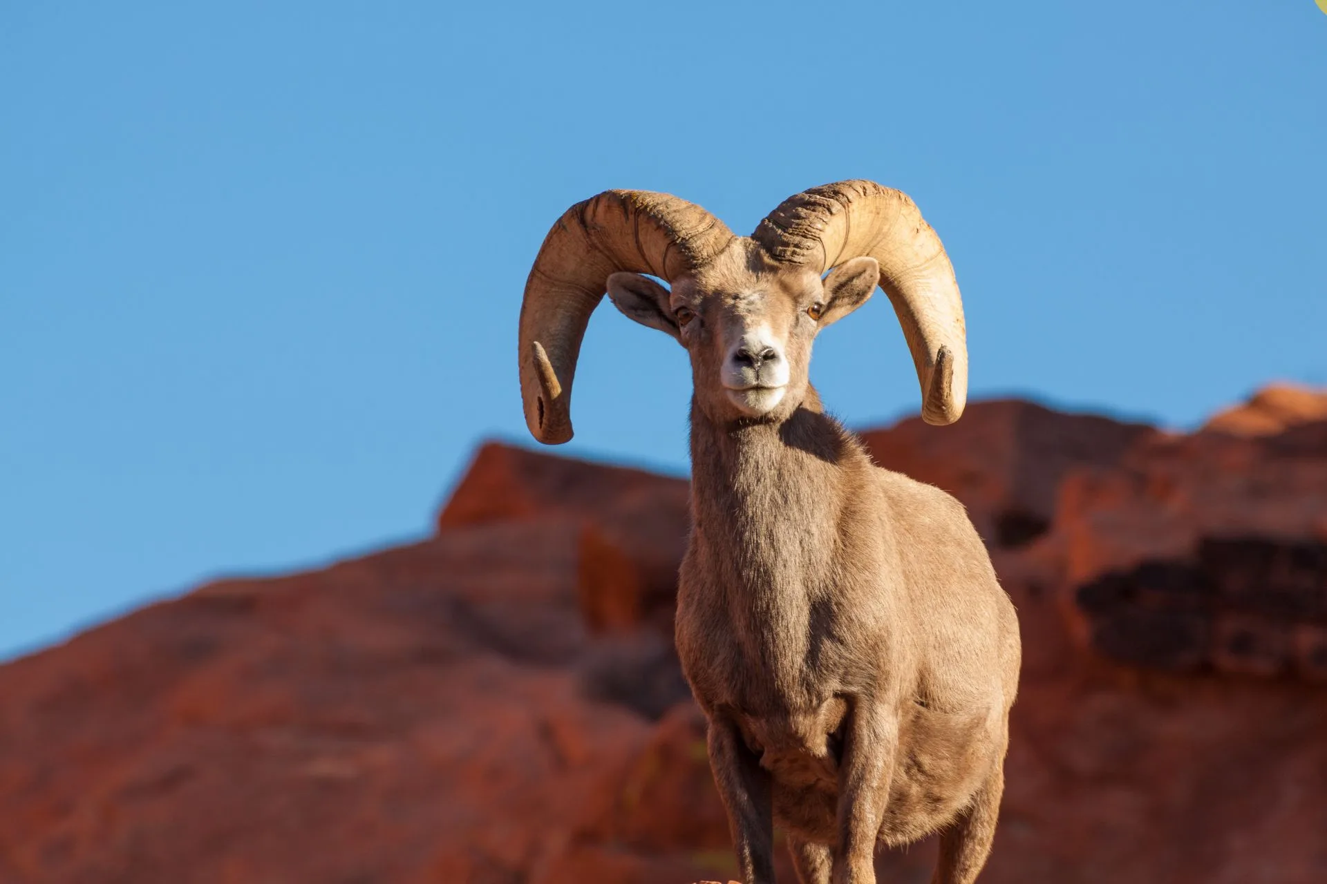 When Science Meets Adventure with Utah’s Bighorn Sheep