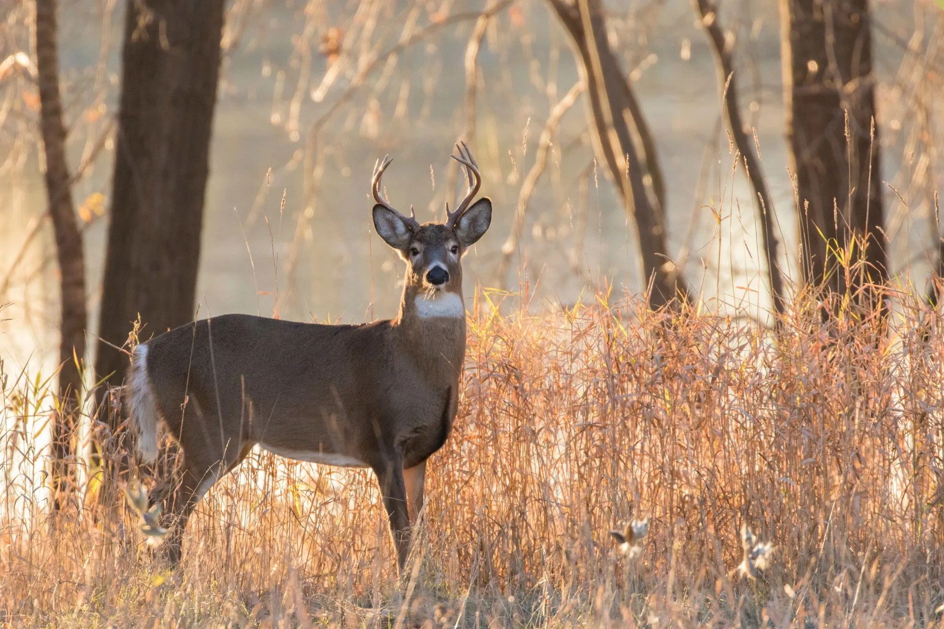 Season tempered by mild weather in Region 2, harvest totals remain on track