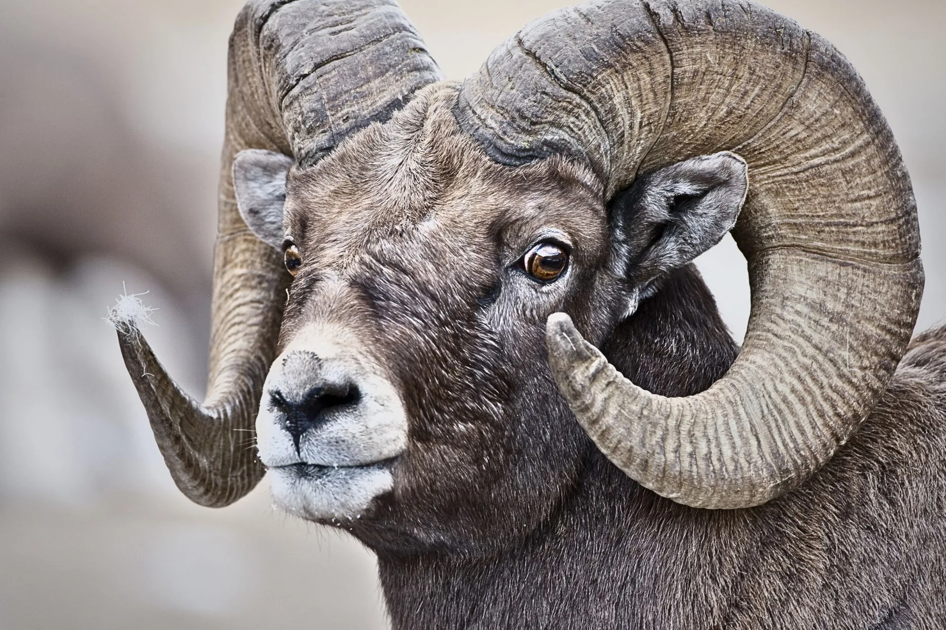 More commission amendments to hunting regulation proposals