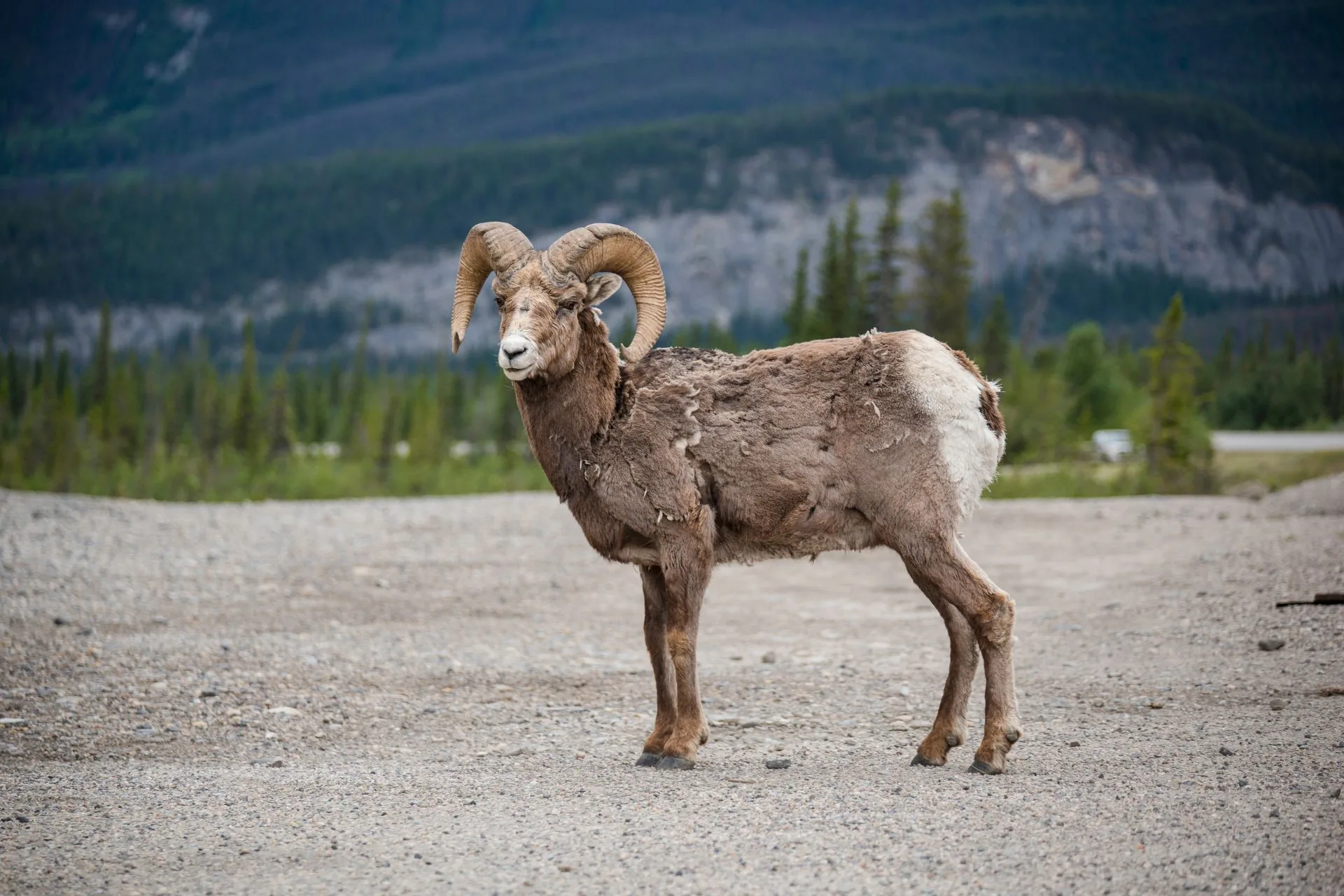 Notice of Bighorn Sheep Closure in HD 502