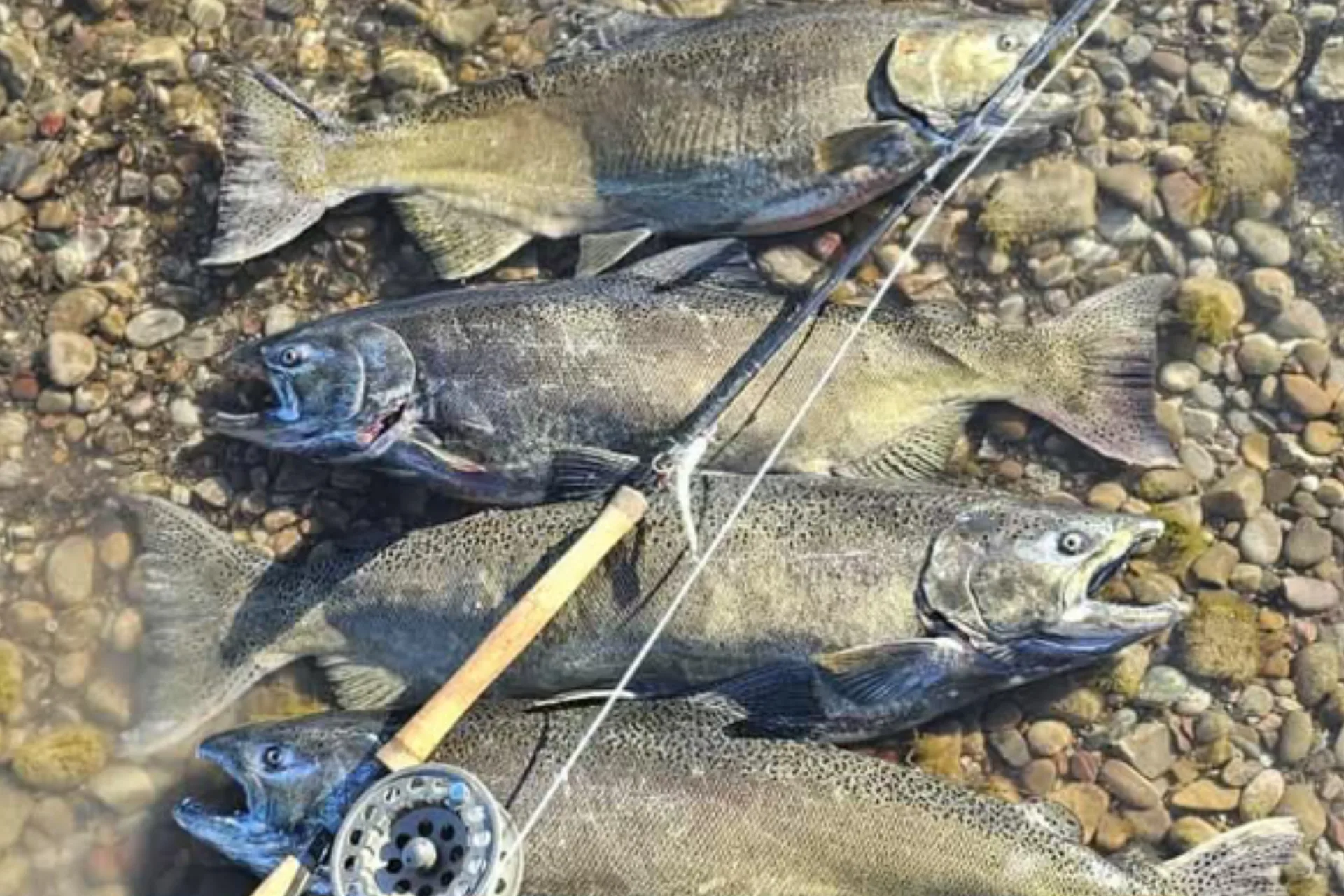 Snagging Chinook Salmon with a Fly Rod