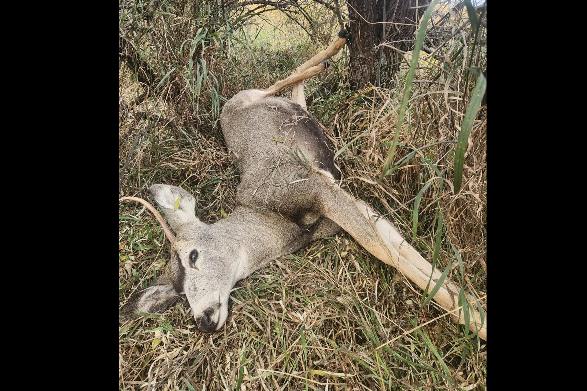 Mule deer buck shot, left to waste in Colstrip