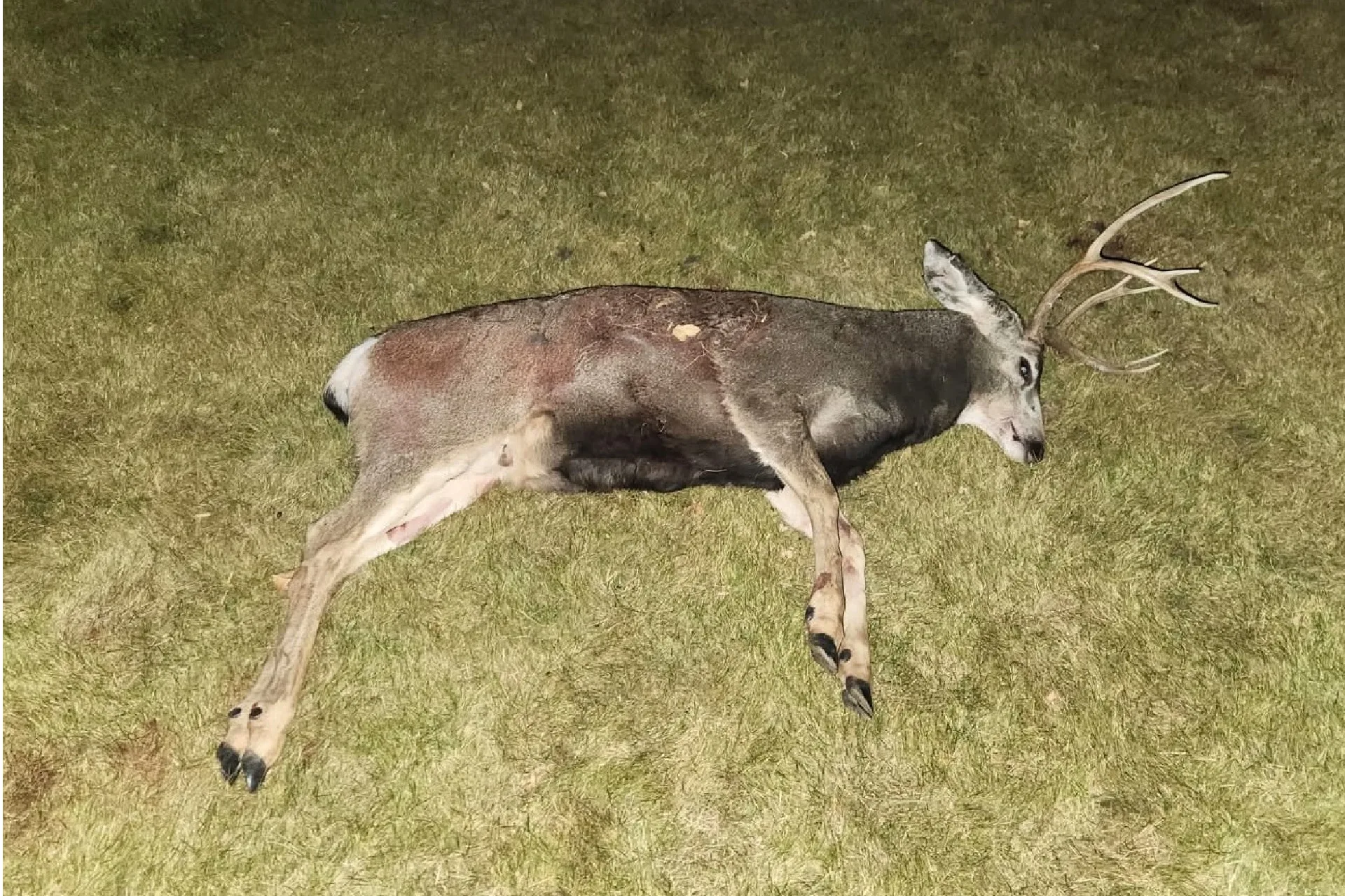Info sought on mule deer buck left to waste in park
