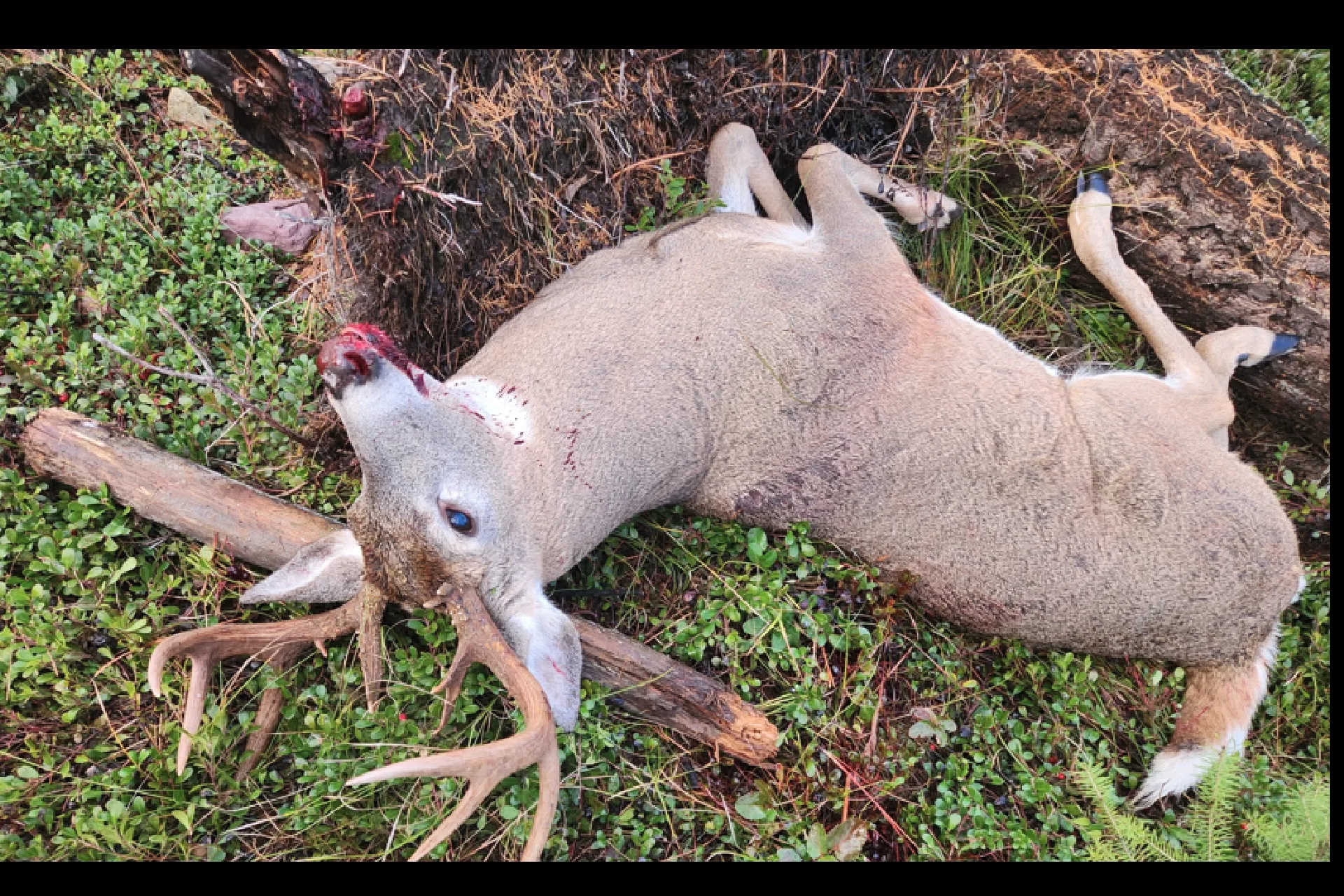 FWP investigating white-tailed buck shot and left in Condon
