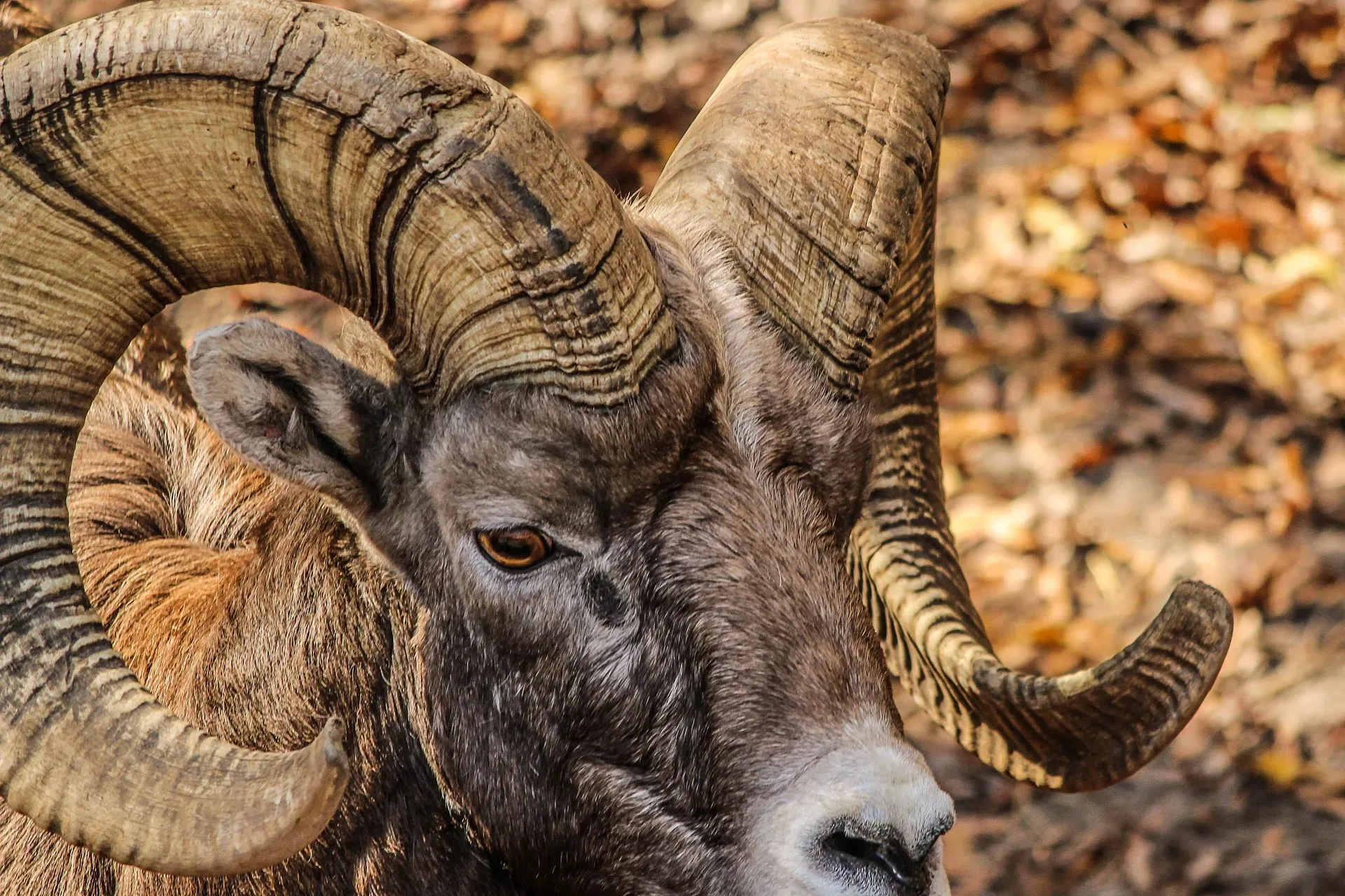 FWP investigating bighorn sheep shot and left to waste near Thompson River Road