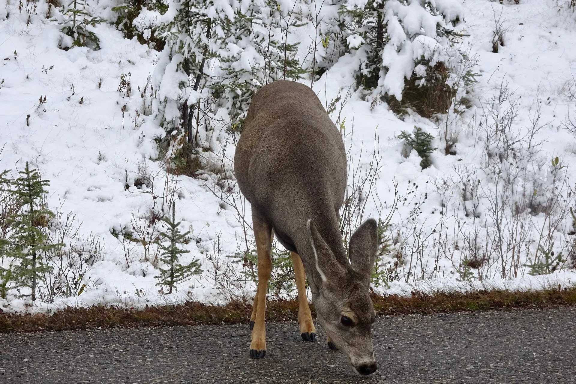 Second possible case of CWD on Flathead Reservation