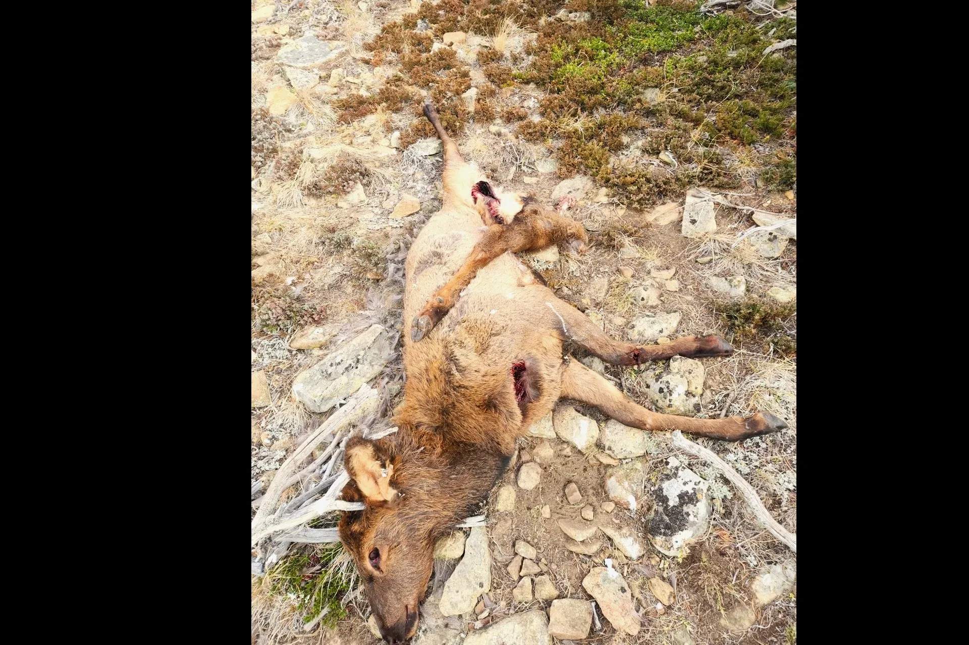 Info sought after three elk shot, left to waste