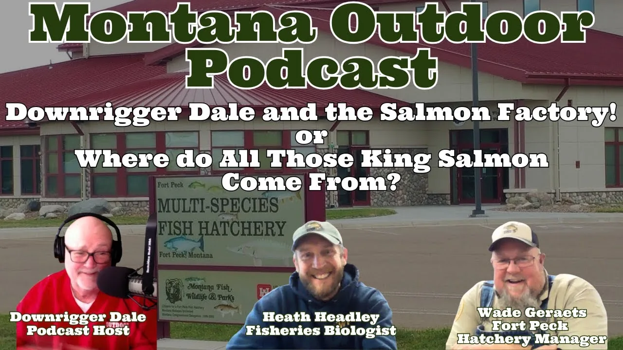 MORS Podcast: Go Behind the scenes to see how Fort Peck’s Chinook Salmon is sustained with out spawning!