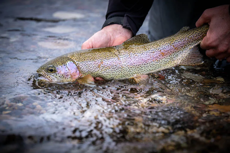 The Latest and Greatest on the Mighty Mo!