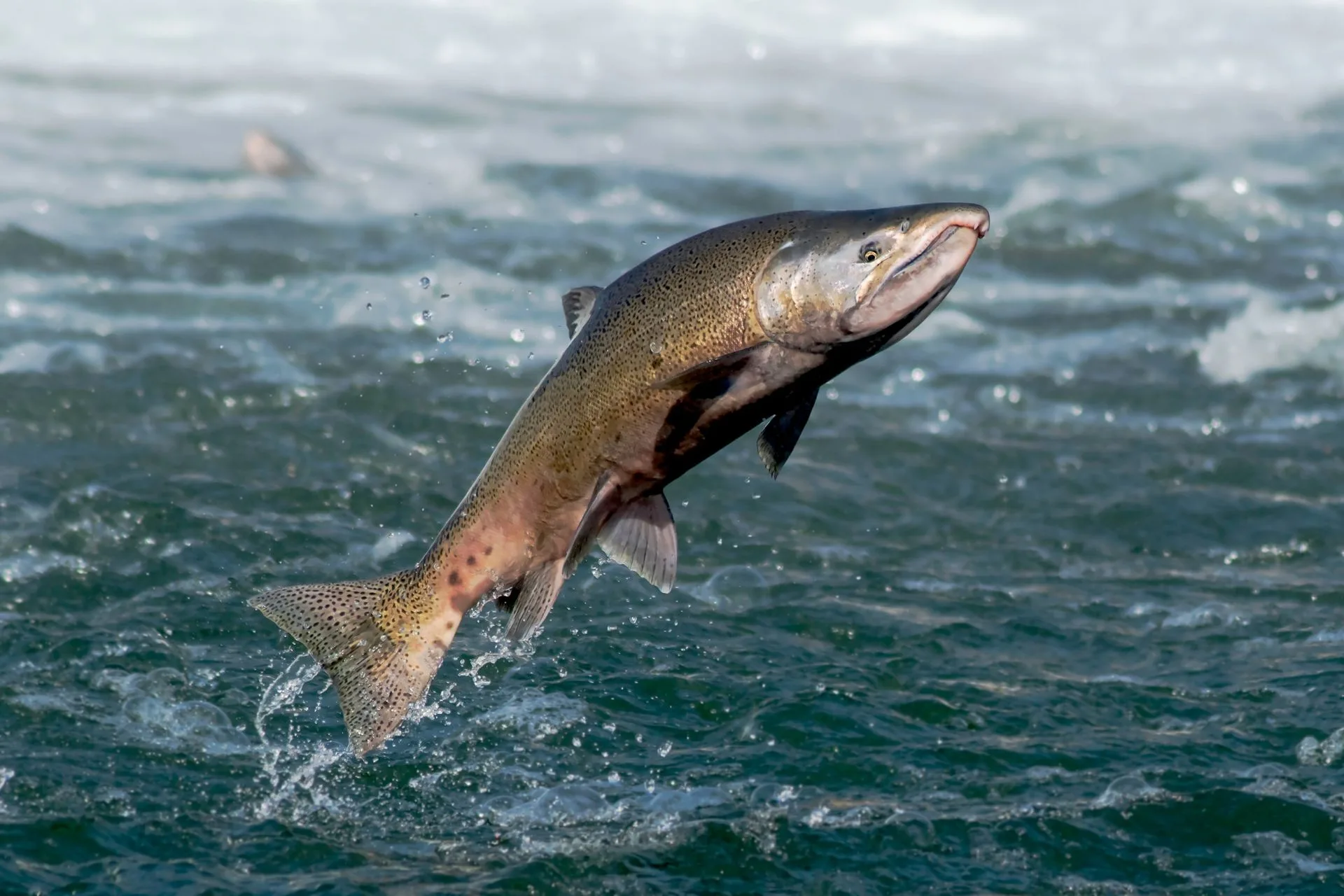Chinook Salmon Return to the Upper Klamath for the First Time in a Century