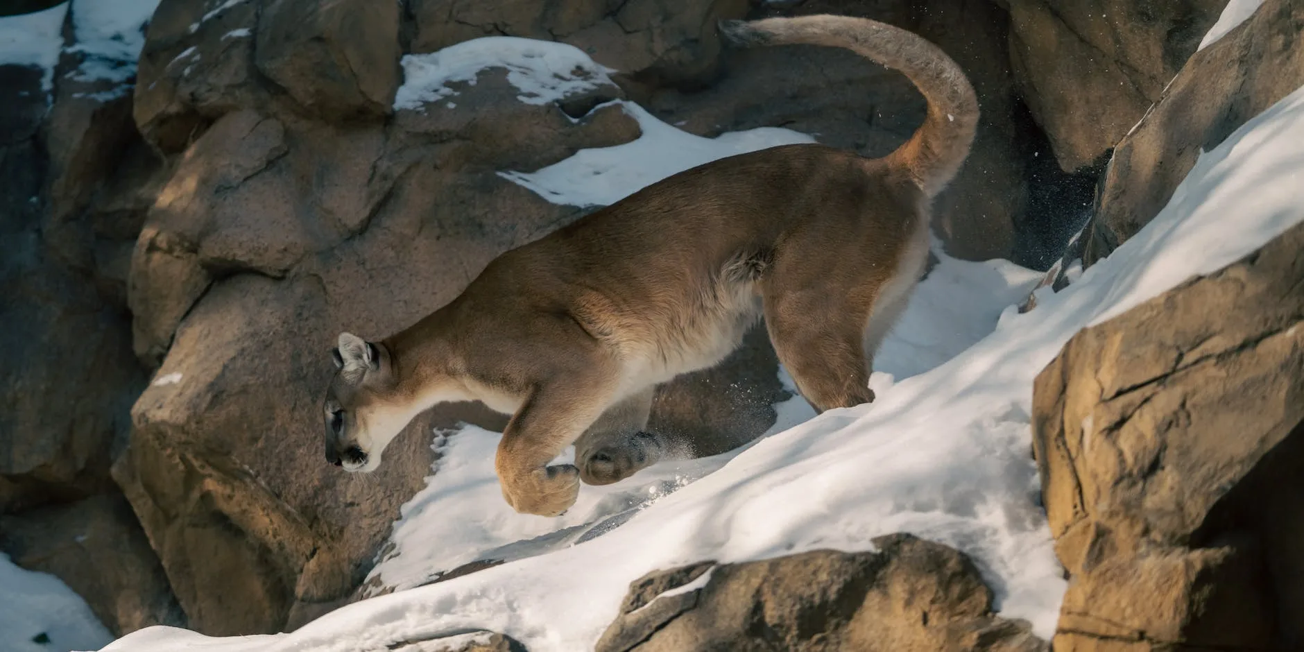 WATCH: Mountain lion encounter caught on film by Idaho wildlife tech