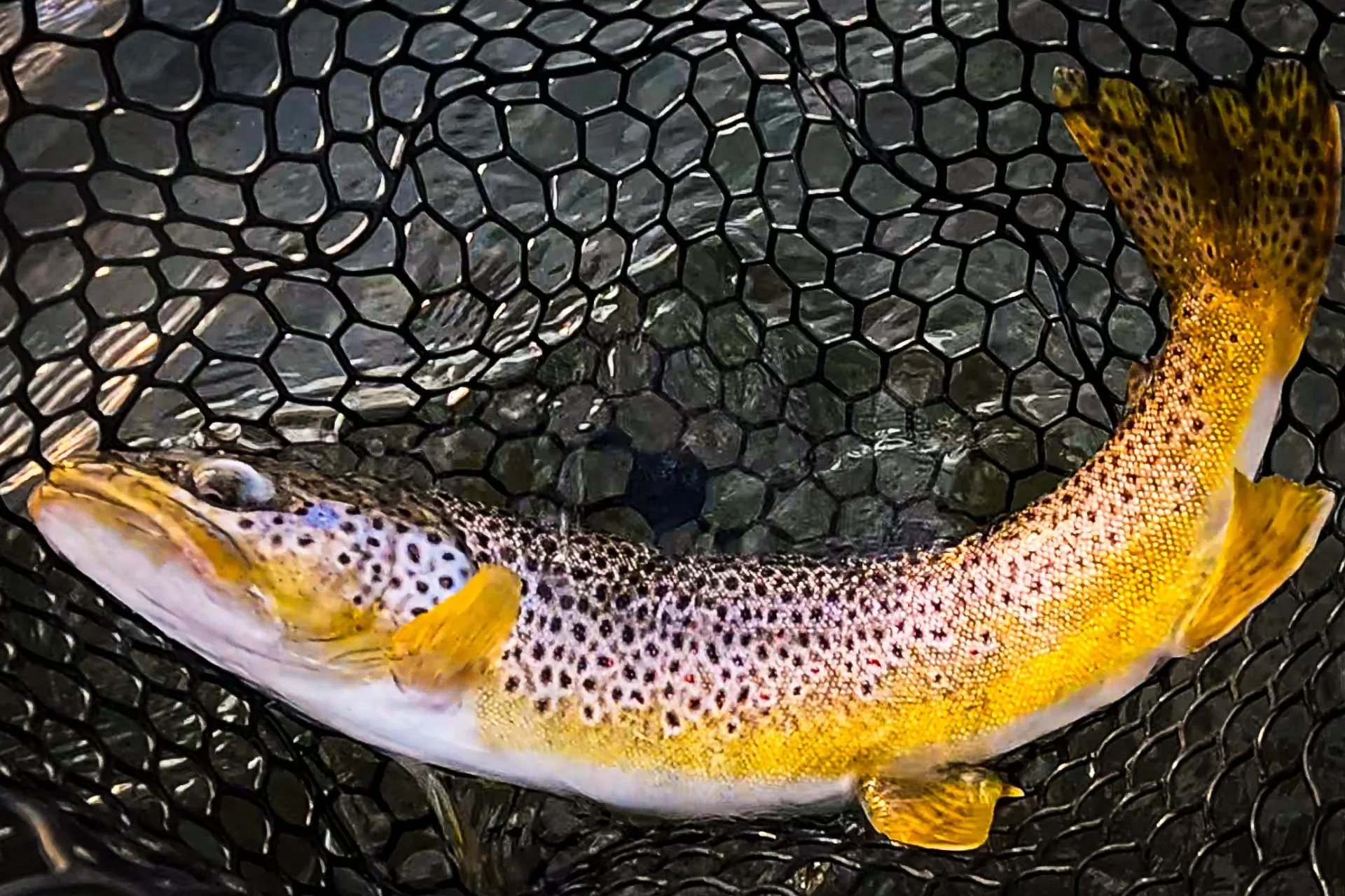 Yellowstone River and Spring Creeks Fishing Report 11.30.25