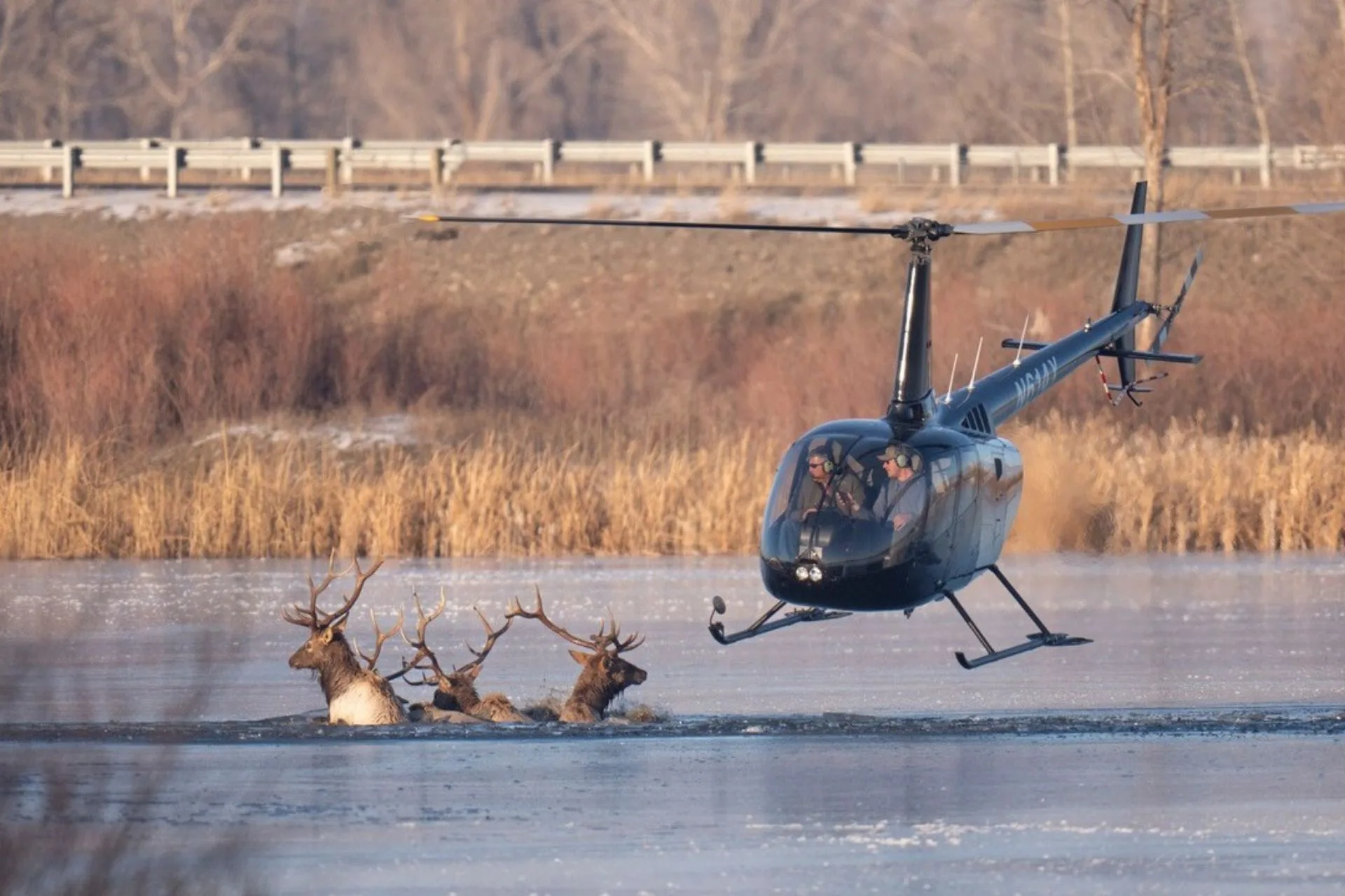 Four Elk, One Frozen Pond, and the Most Montana Rescue Ever