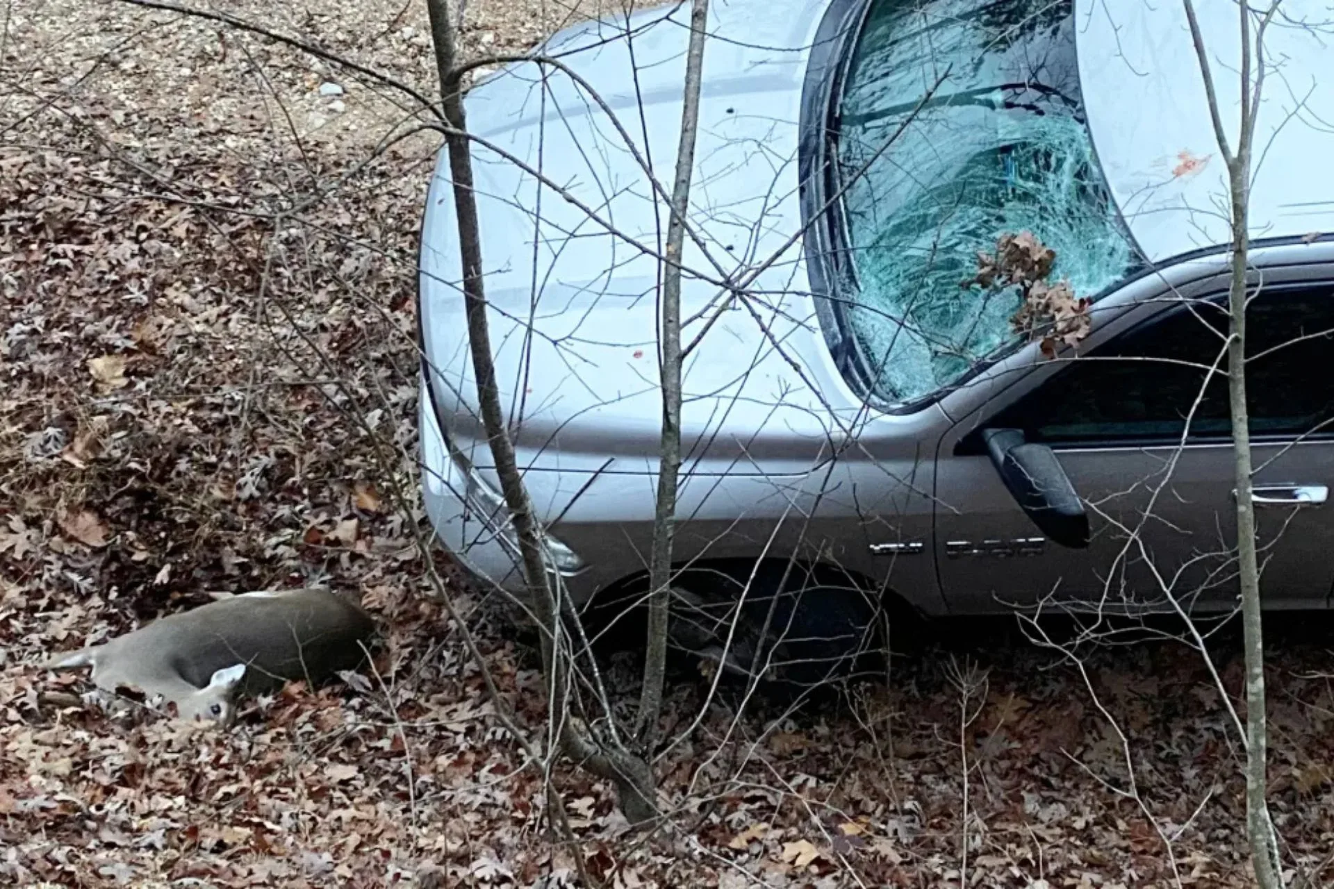Hunter Tracks a Doe for 30 Minutes, Ending Is Absolutely Insane