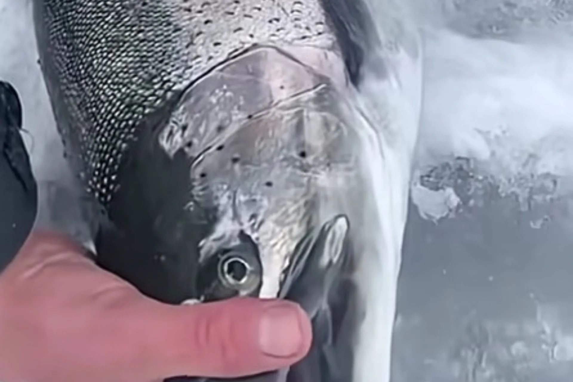 A Teaser for What Might Exist in Montana Waters