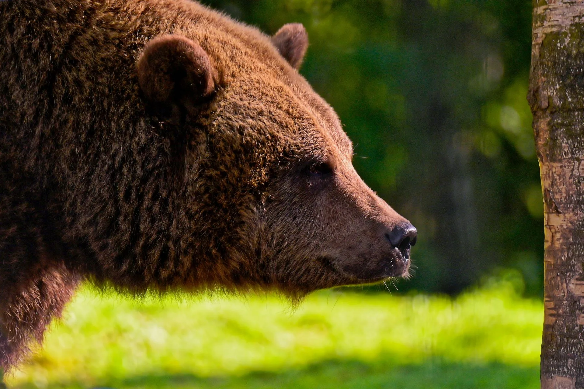 FWP to host grizzly bear educational workshop in Belt