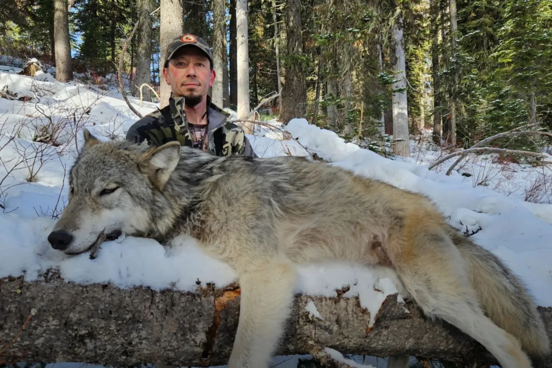 Ready to Level Up Your Trapping Game? Start With This Wolf Masterclass
