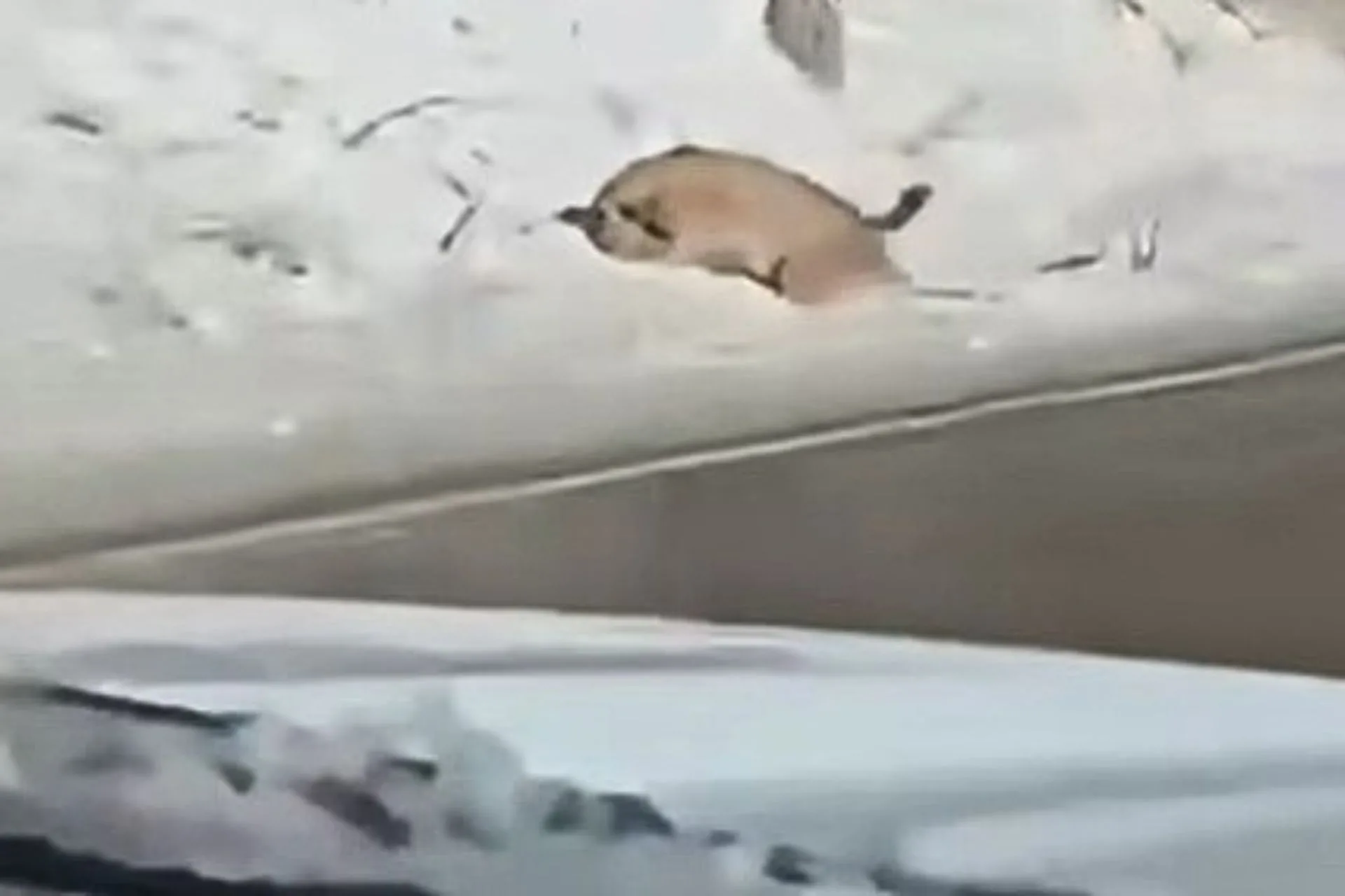 Mountain Lion Attack From the Road [VIDEO]