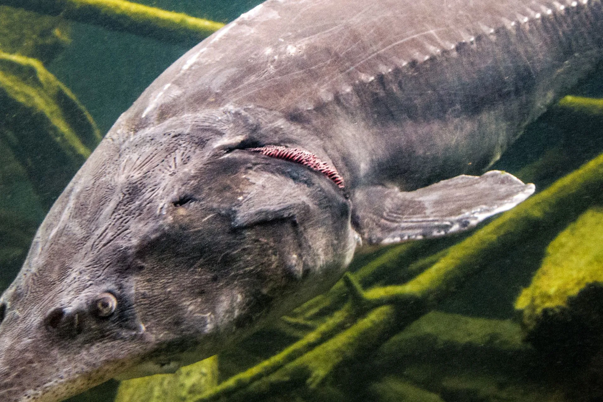 Scientists Are Racing to Save These Species… But Is It Too Late?