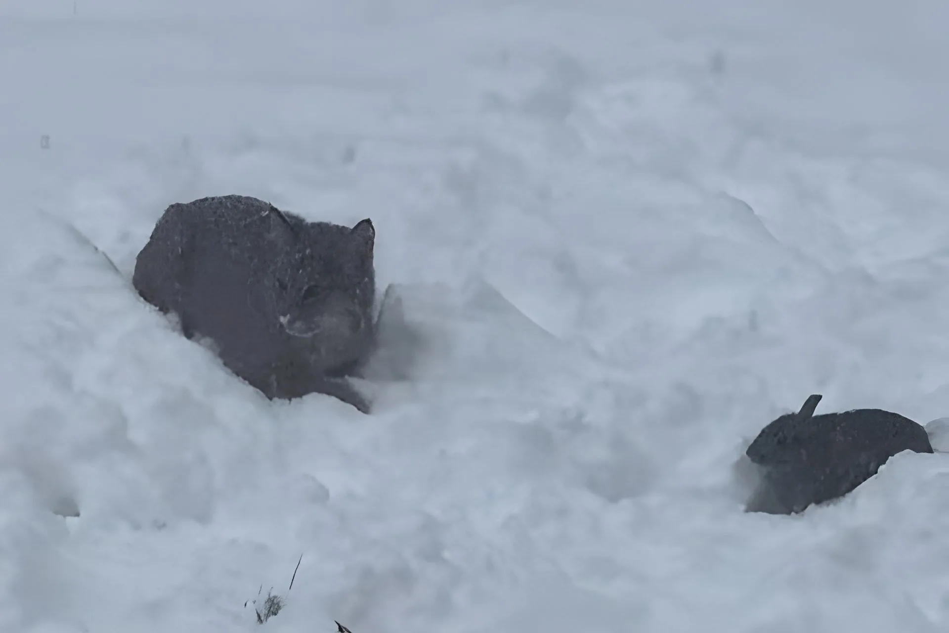 A Predator in the Powder