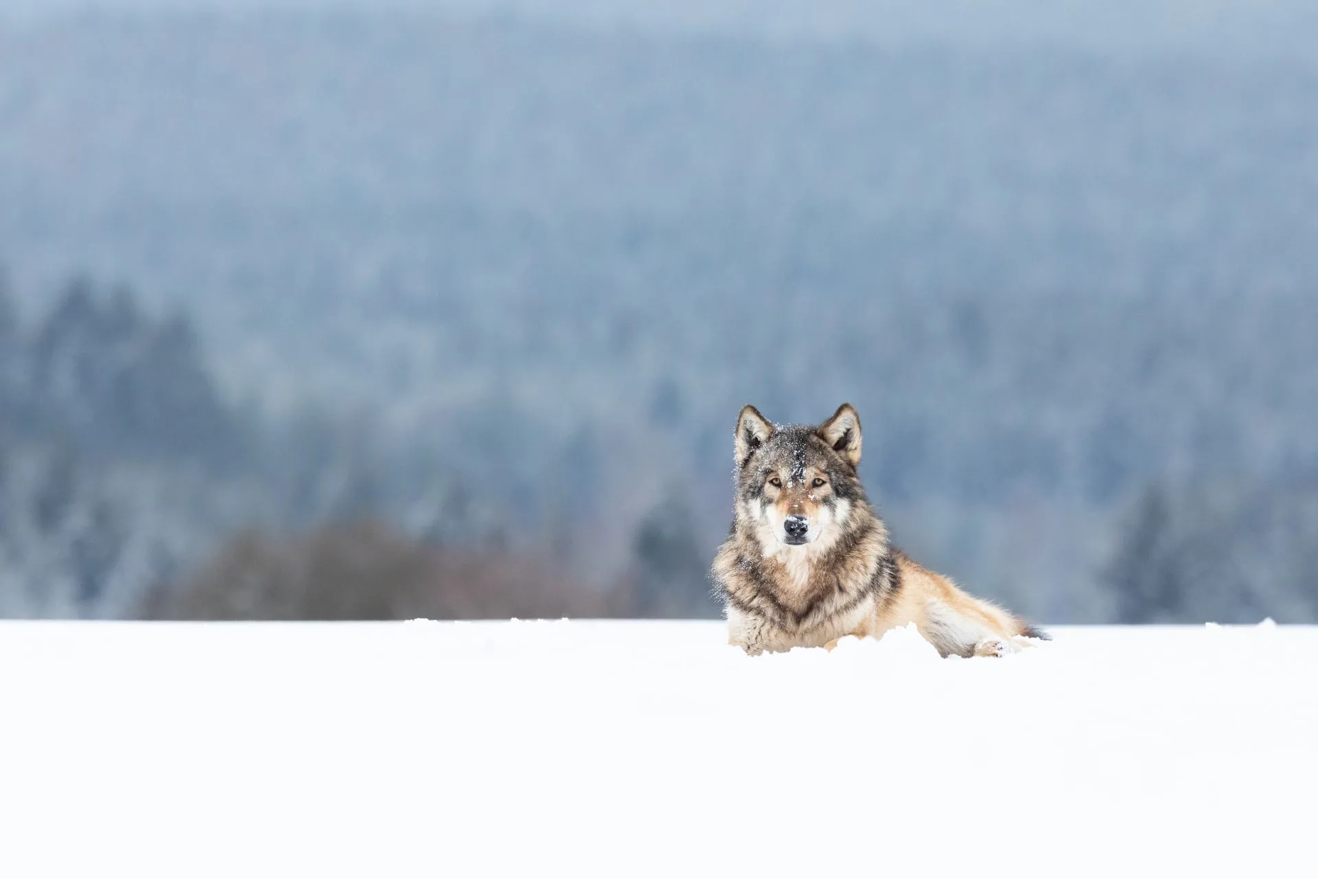 It’s Time to Make Elk Hunting Great Again with Your Help