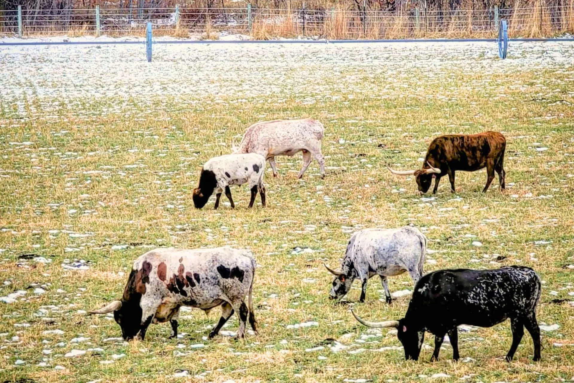 Over Educated Cowboy? There’s a Scholarship Just for You!