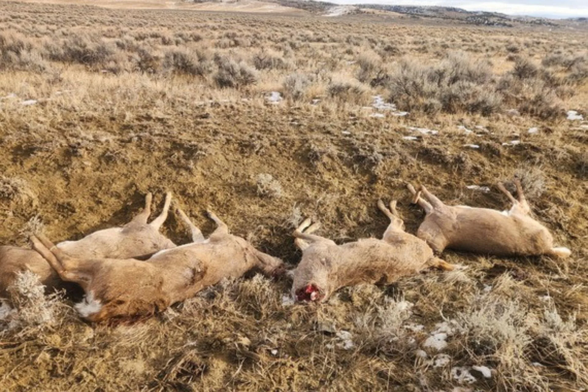 Game wardens seek information on four whitetail bucks dumped near Bridger