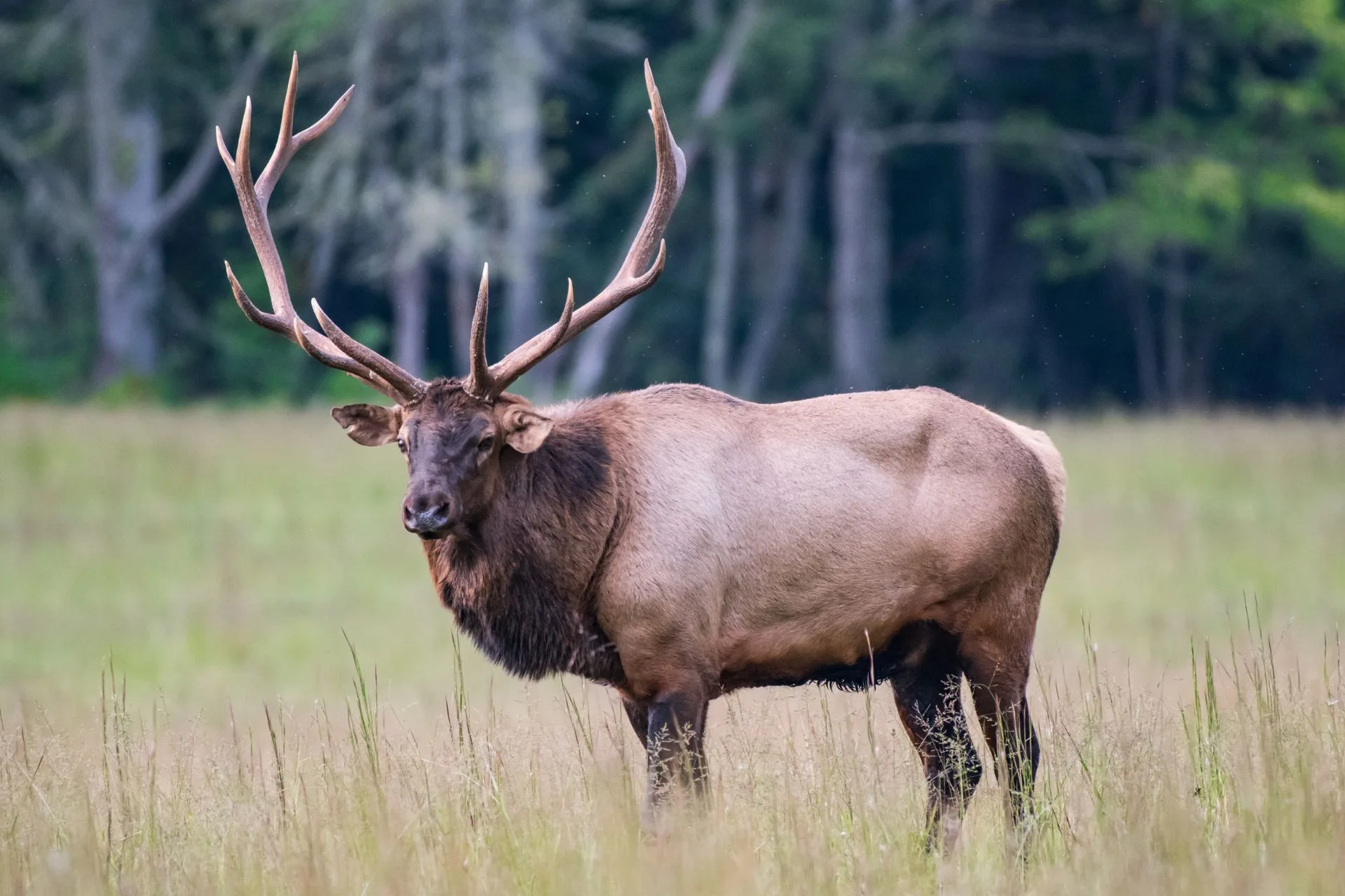 Top 10 Boone & Crockett Typical Trophy Elk Records…and More