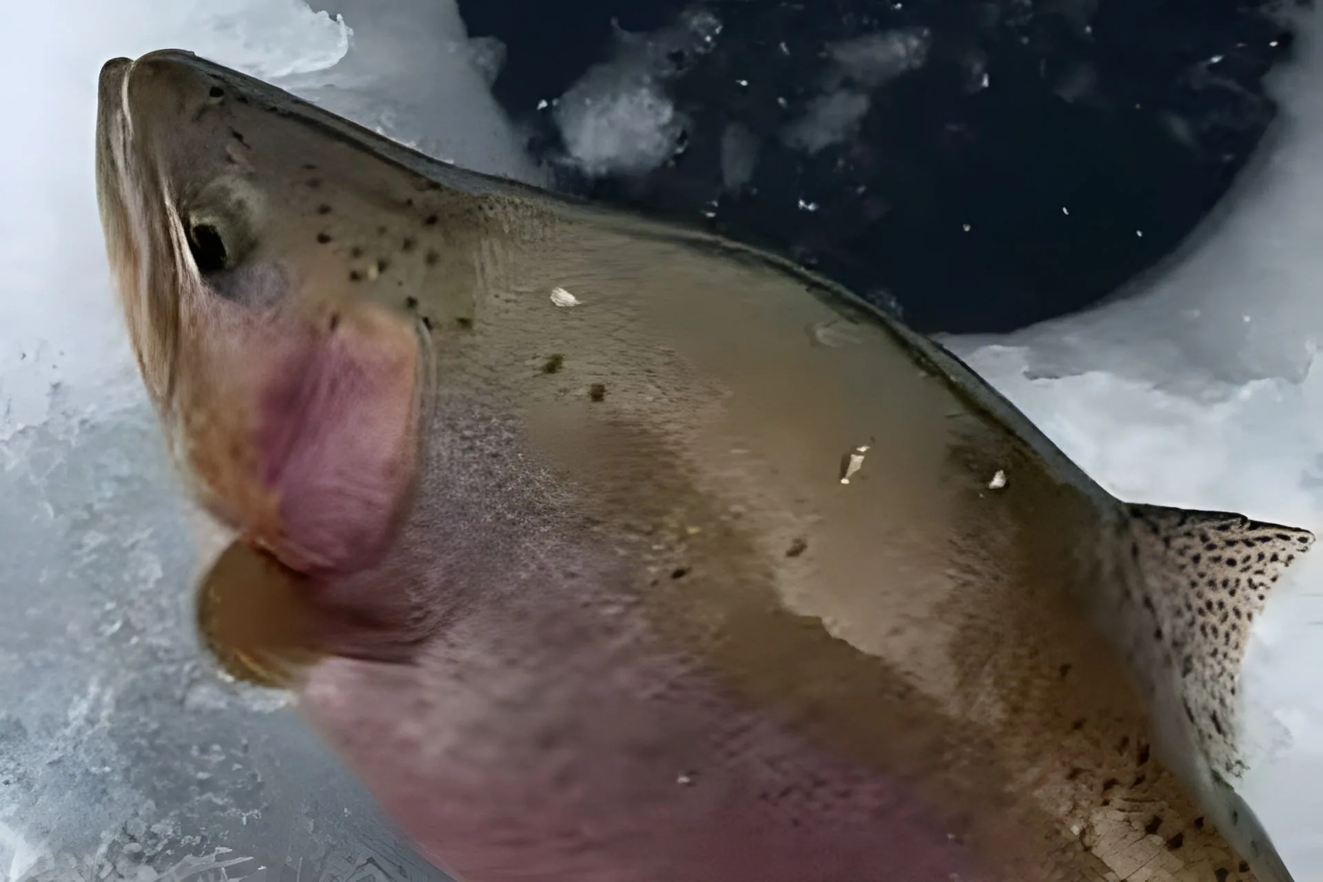 Finding a Frozen Window and a Solid Fish