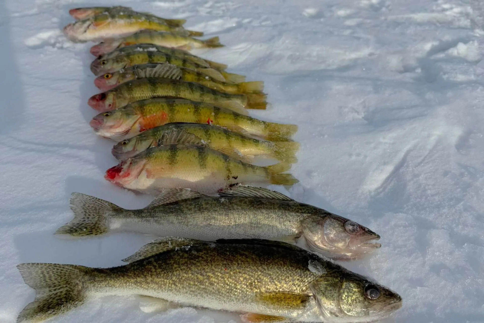 When a Short Trip Packed a Big Punch at Nelson