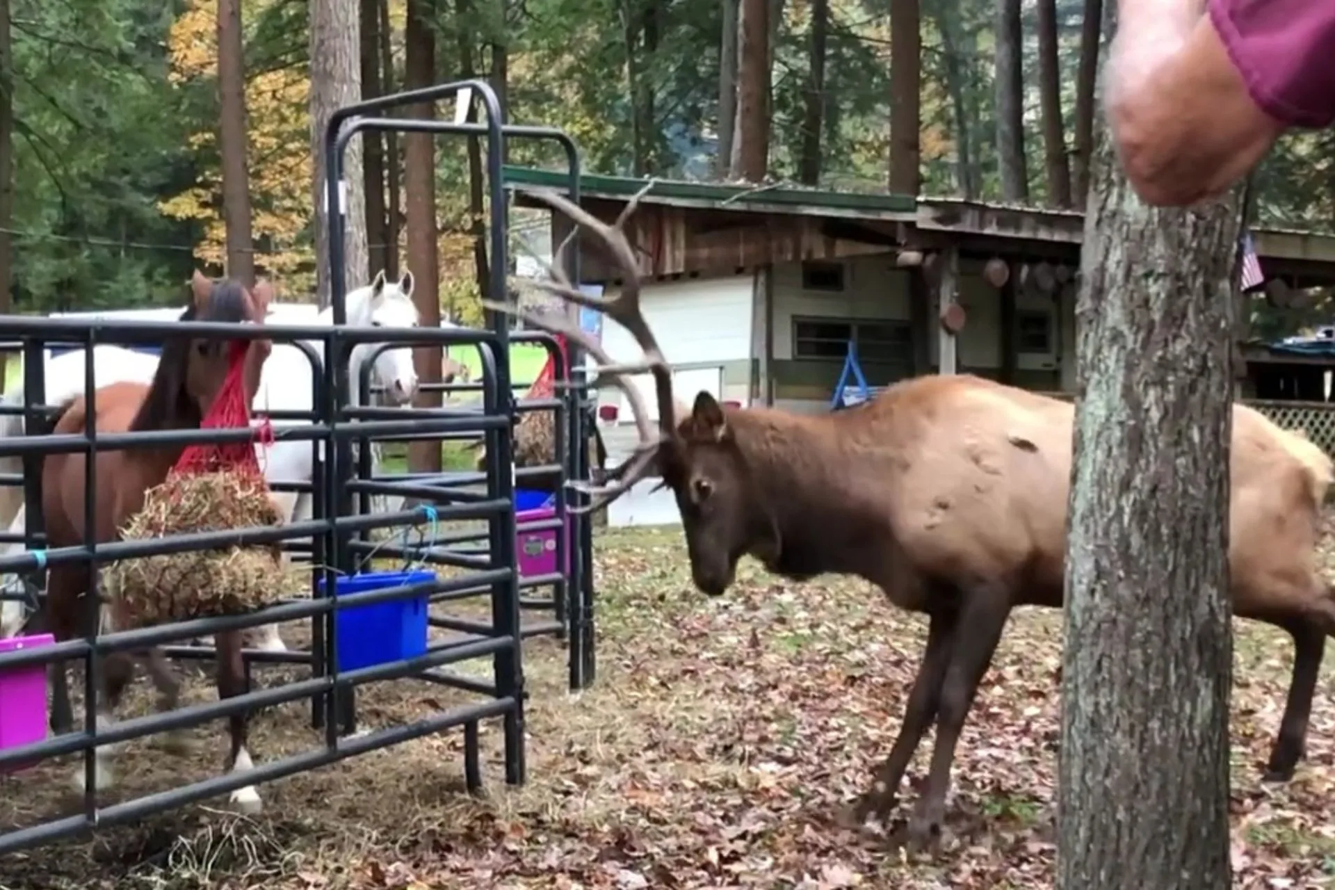 When People’s Reactions to Wildlife Might Create More Chaos