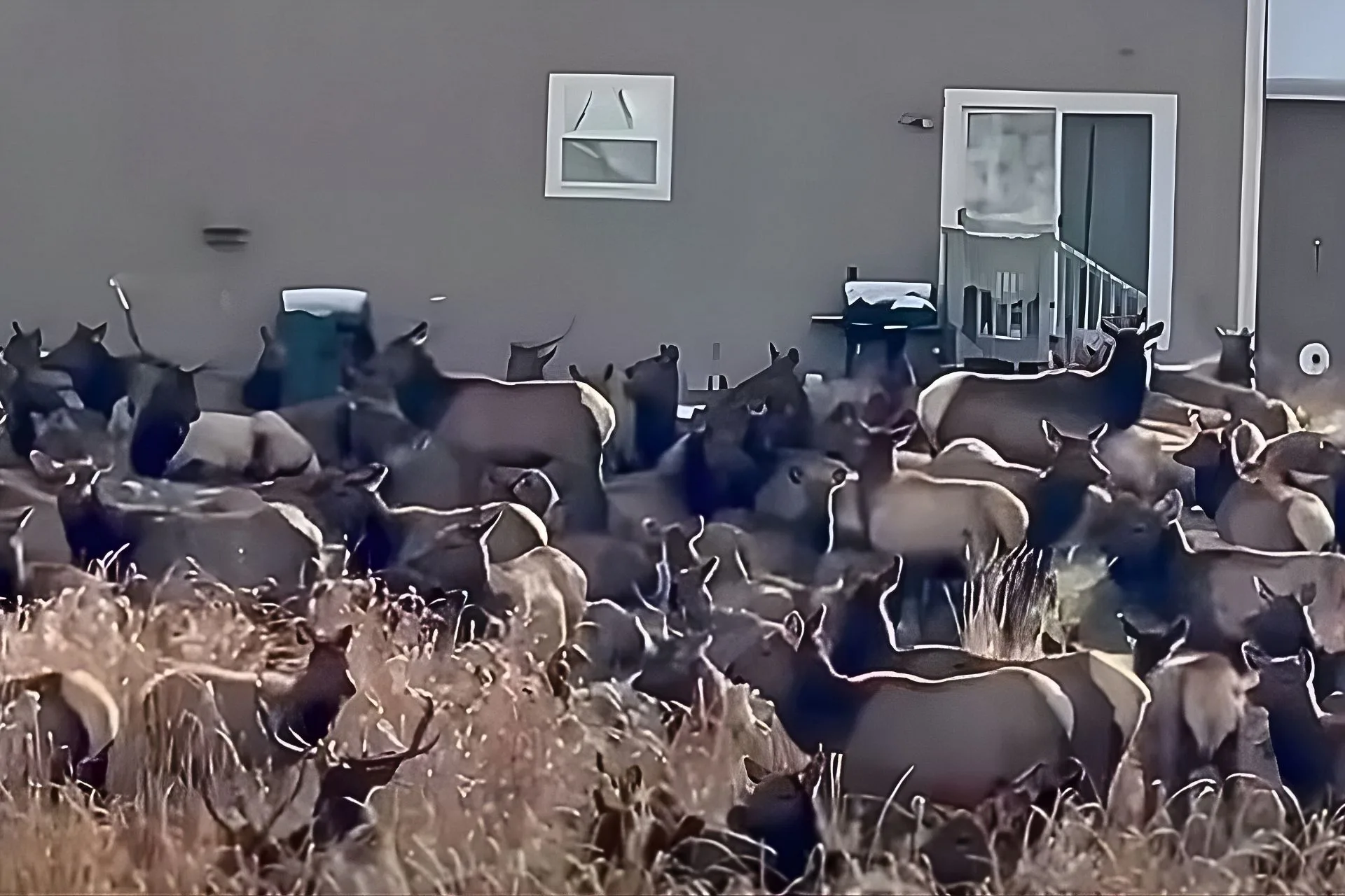 A Massive Elk Invasion