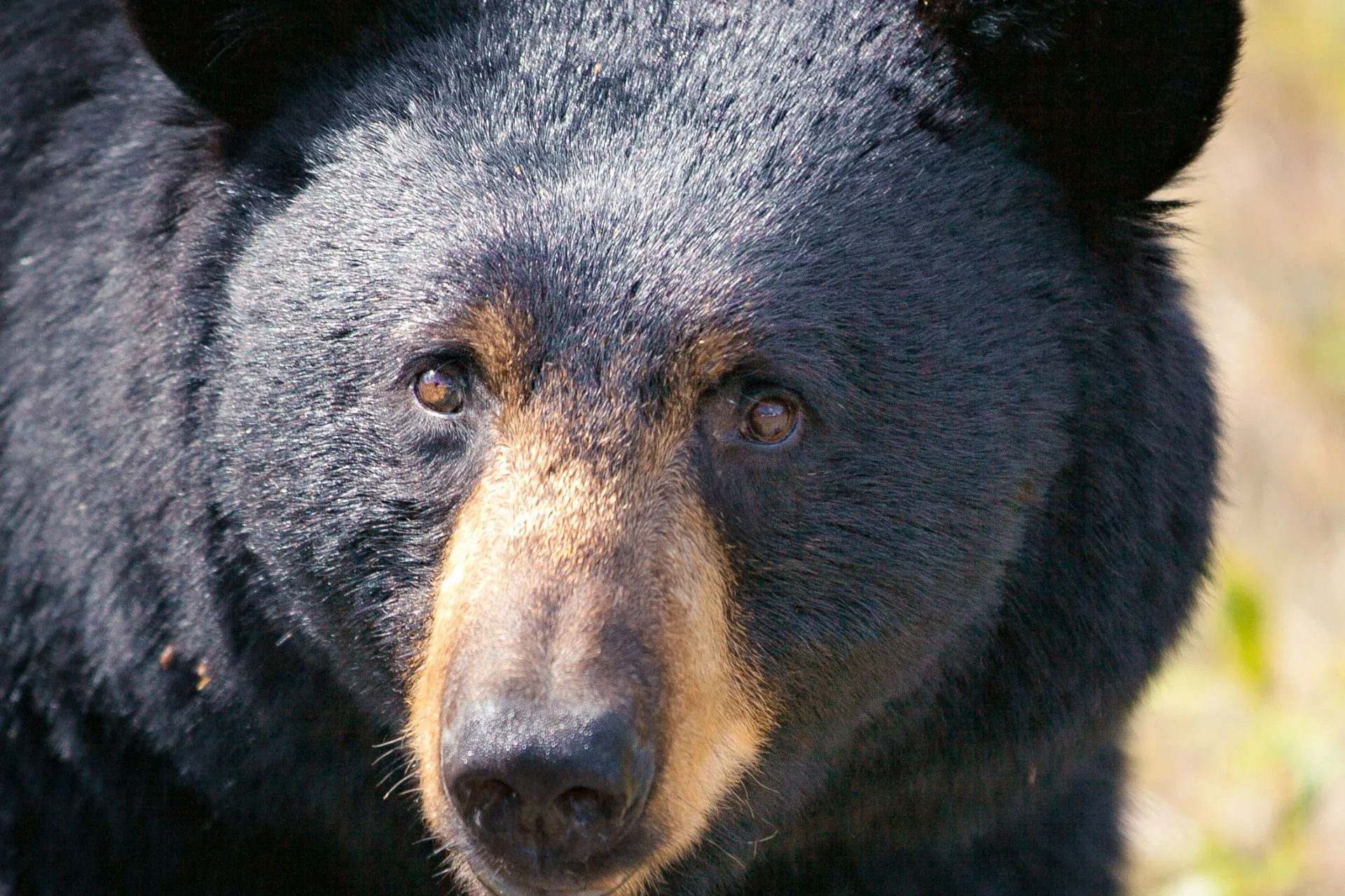 Black bear changes create special Beartooth tag